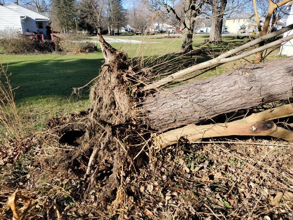 Storm Damaged Tree Removal  using Tree Removal by Mike Jones & Sons Tree Service LLC 