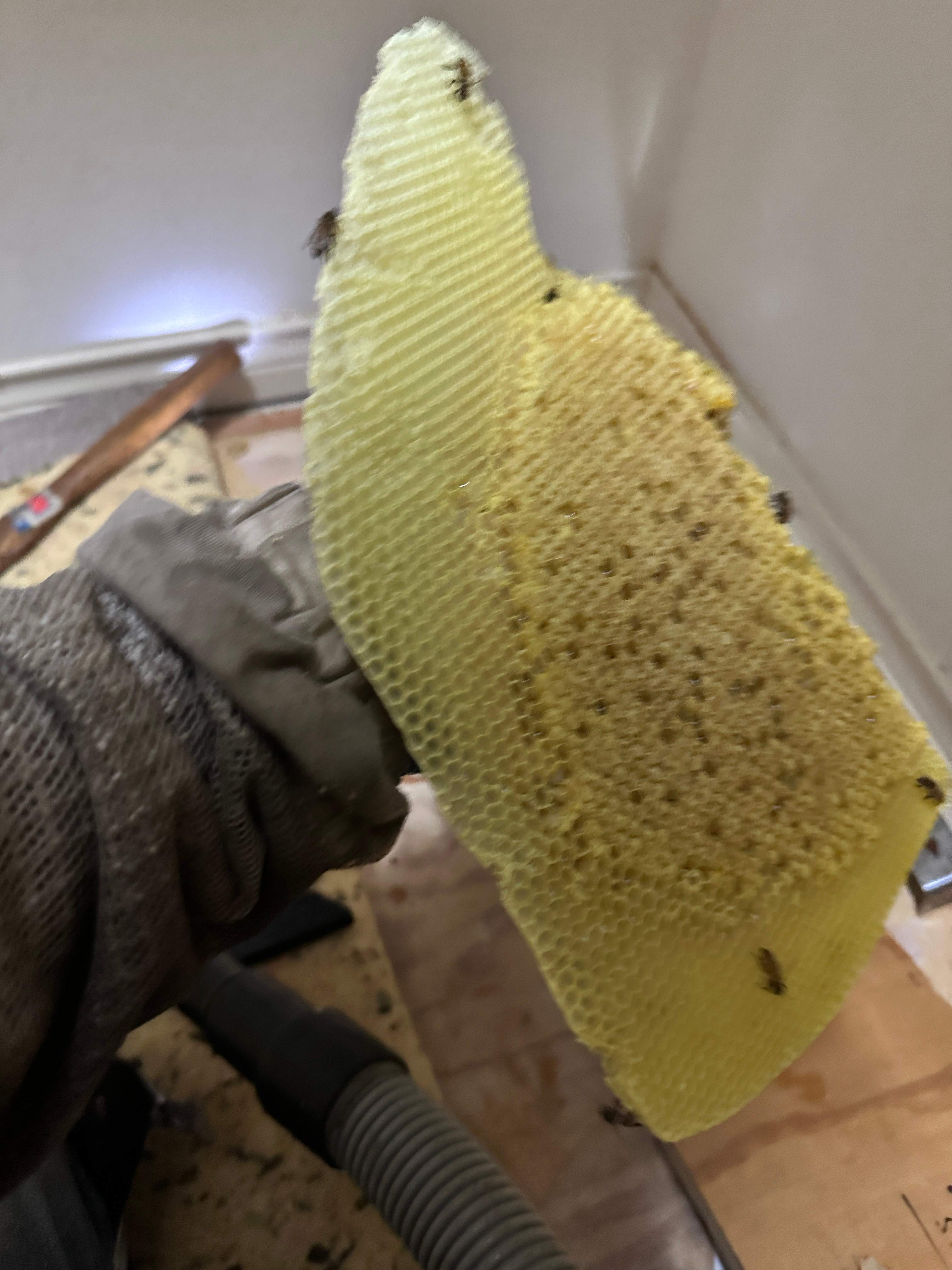 Floor Bees Invade! by Rockwall Honey Bee Company