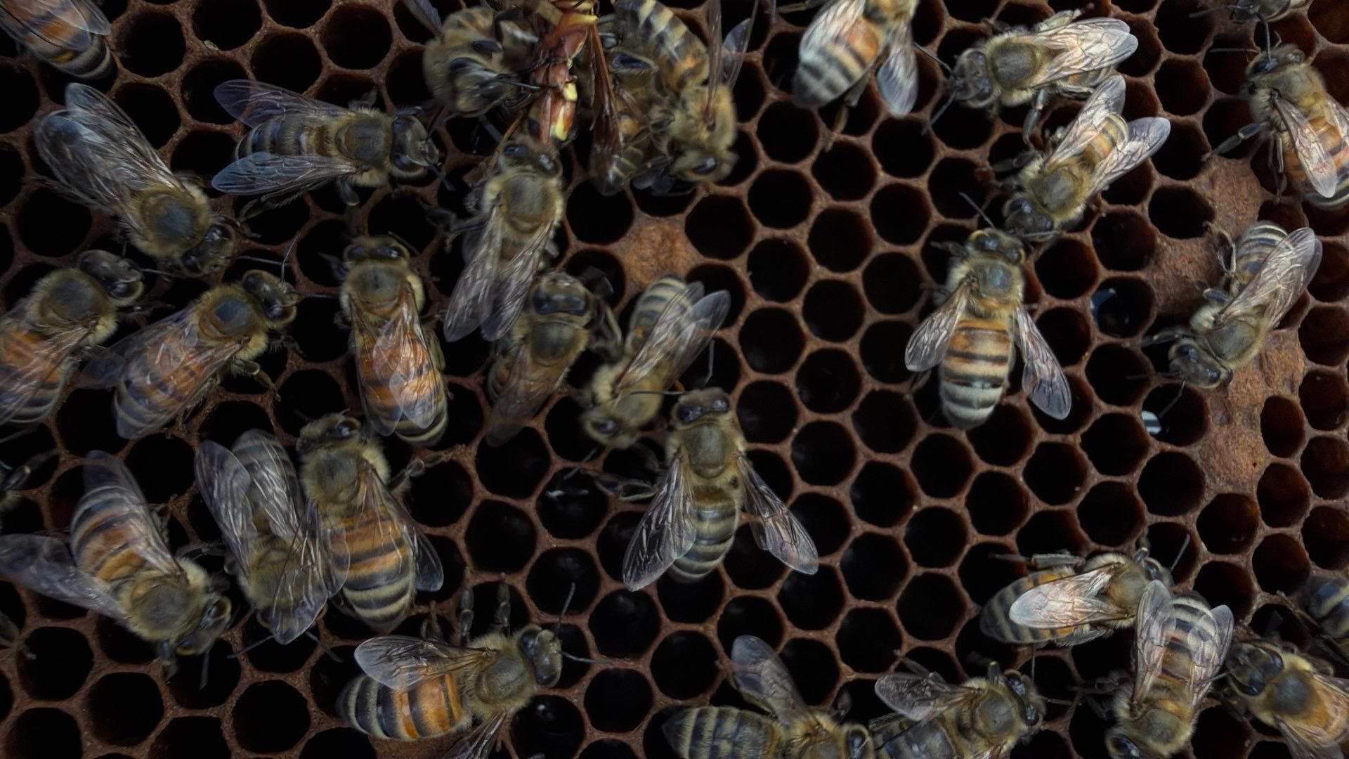 Momma K’s apiary by Rockwall Honey Bee Company