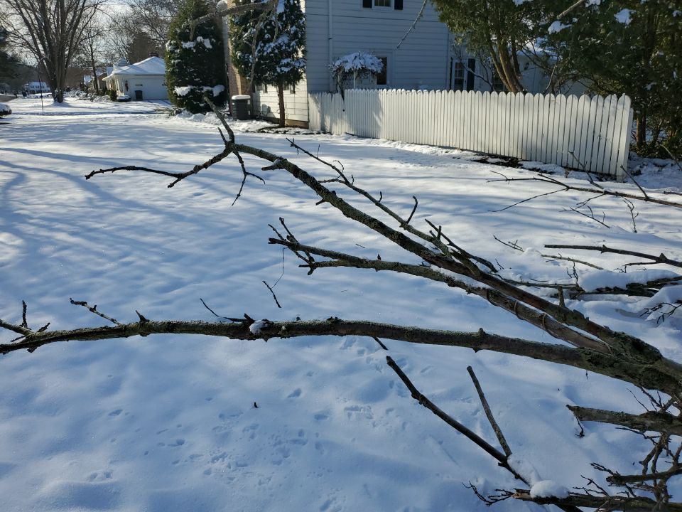 Tree Removal using Tree Removal by Mike Jones & Sons Tree Service LLC 