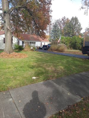 Tree Removal using Tree Removal