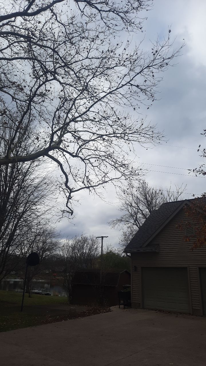 Tree Trimming using Tree Pruing by Mike Jones & Sons Tree Service LLC 