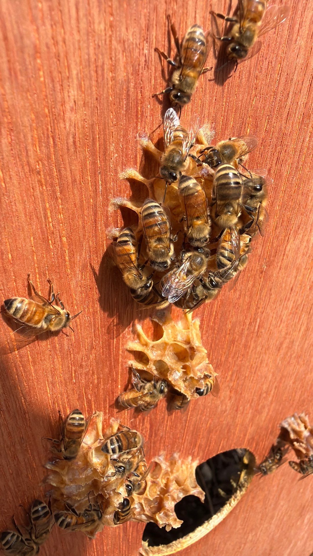 Apartment Retreat for Honey Bees in Garland by Rockwall Honey Bee Company