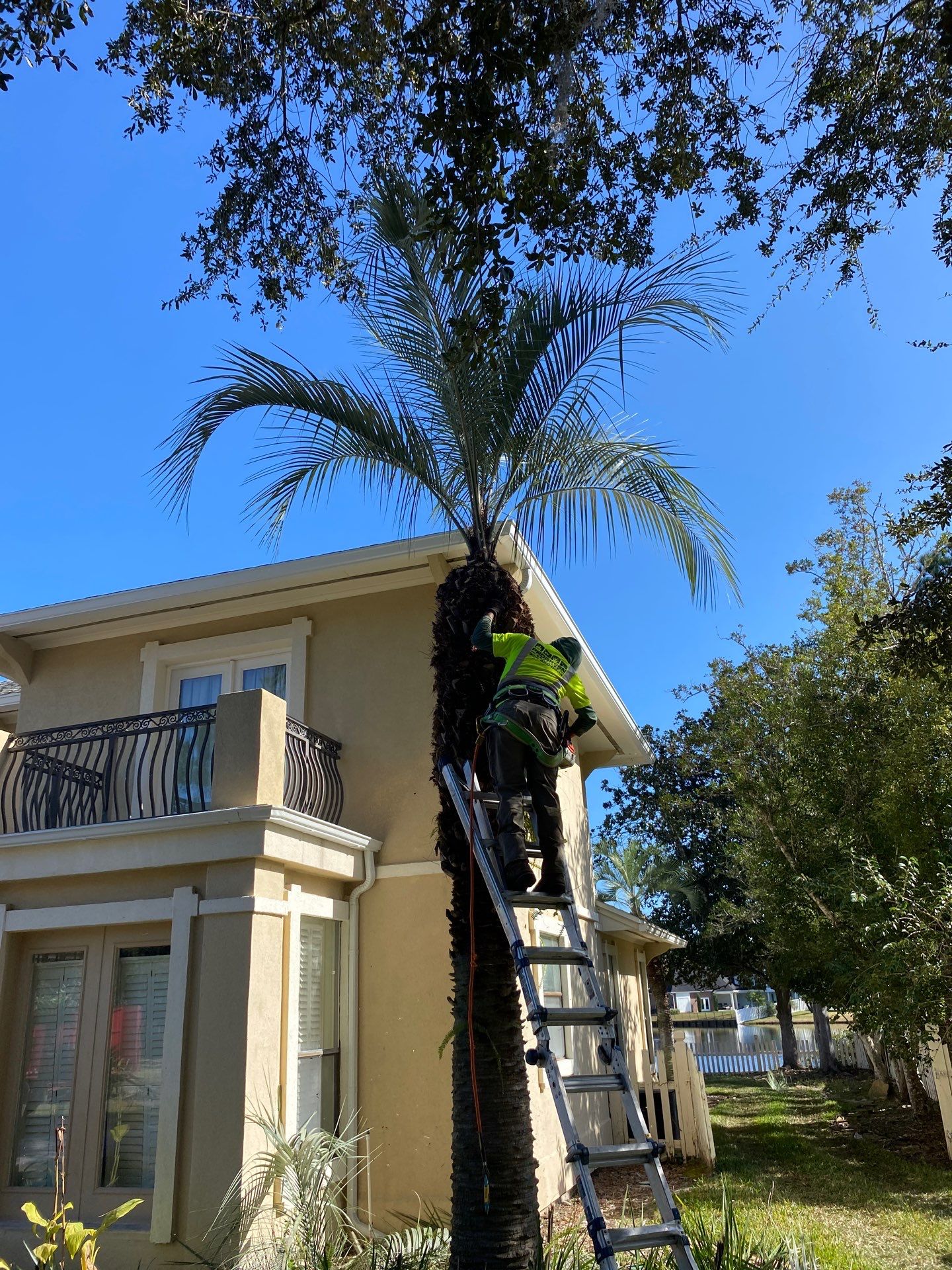 Deerwood Resident | Tree Removal & Palm Trimming by ProGreen Services