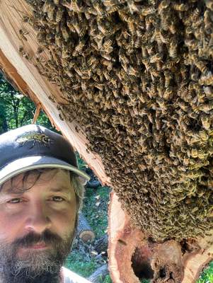 Massive. Tree. Period.