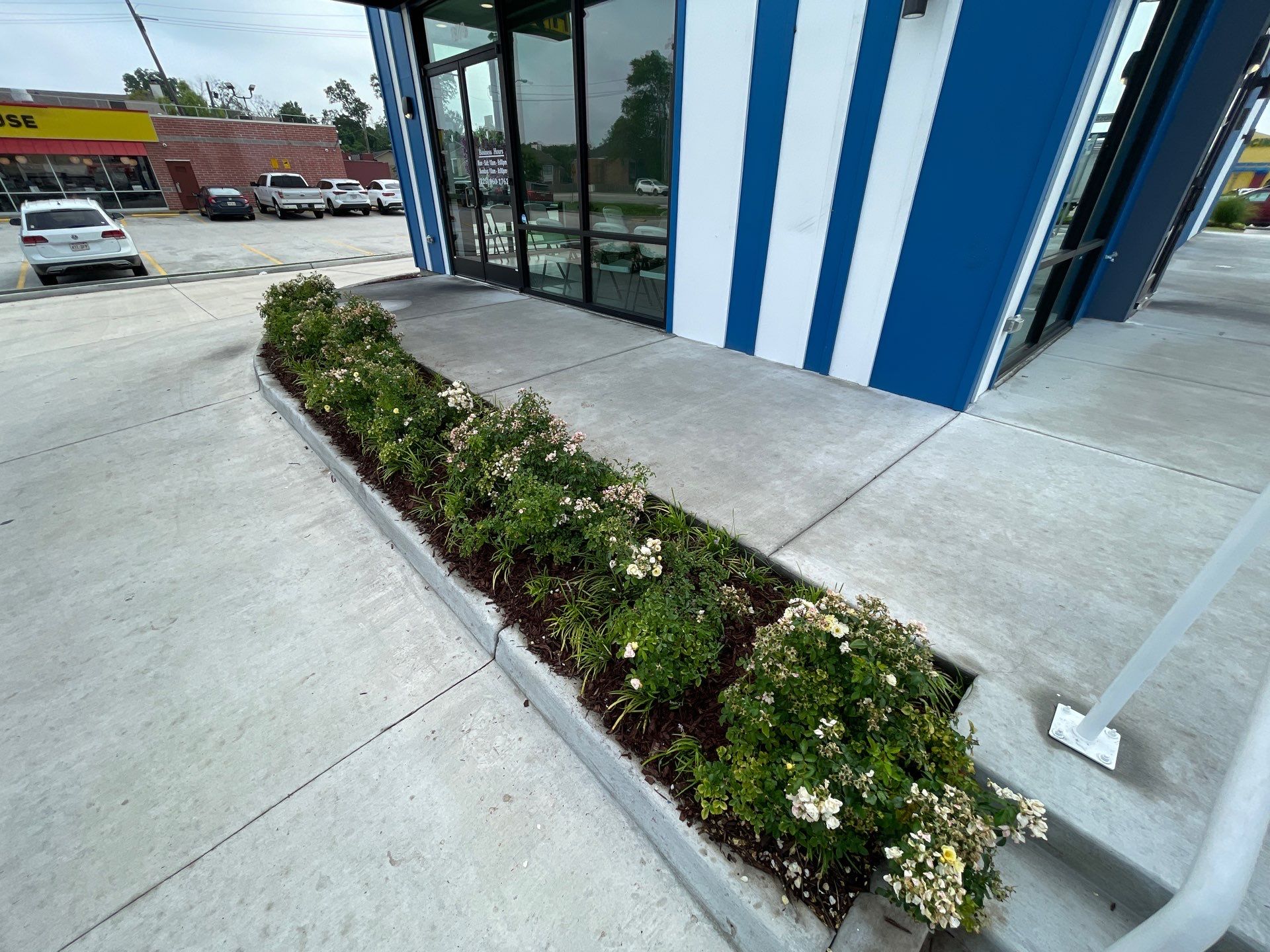 COMMERCIAL: HEDGE TRIM / BED CLEAN / MULCH INSTALL using BROWN MULCH "BARK BRITE" by CutScape, LLC.