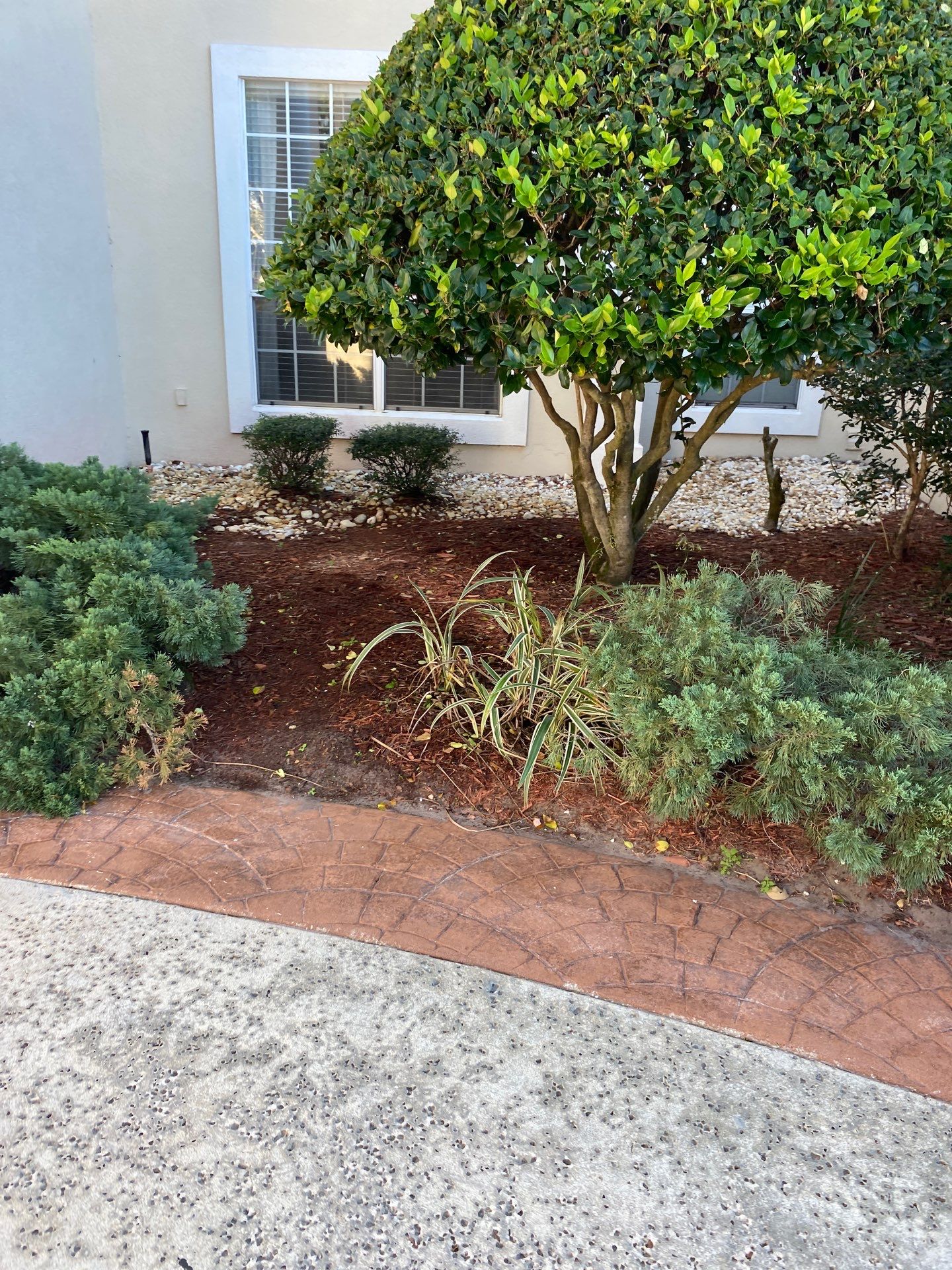 Deerwood Resident | Palm Trimming & Ground Cover by ProGreen Services