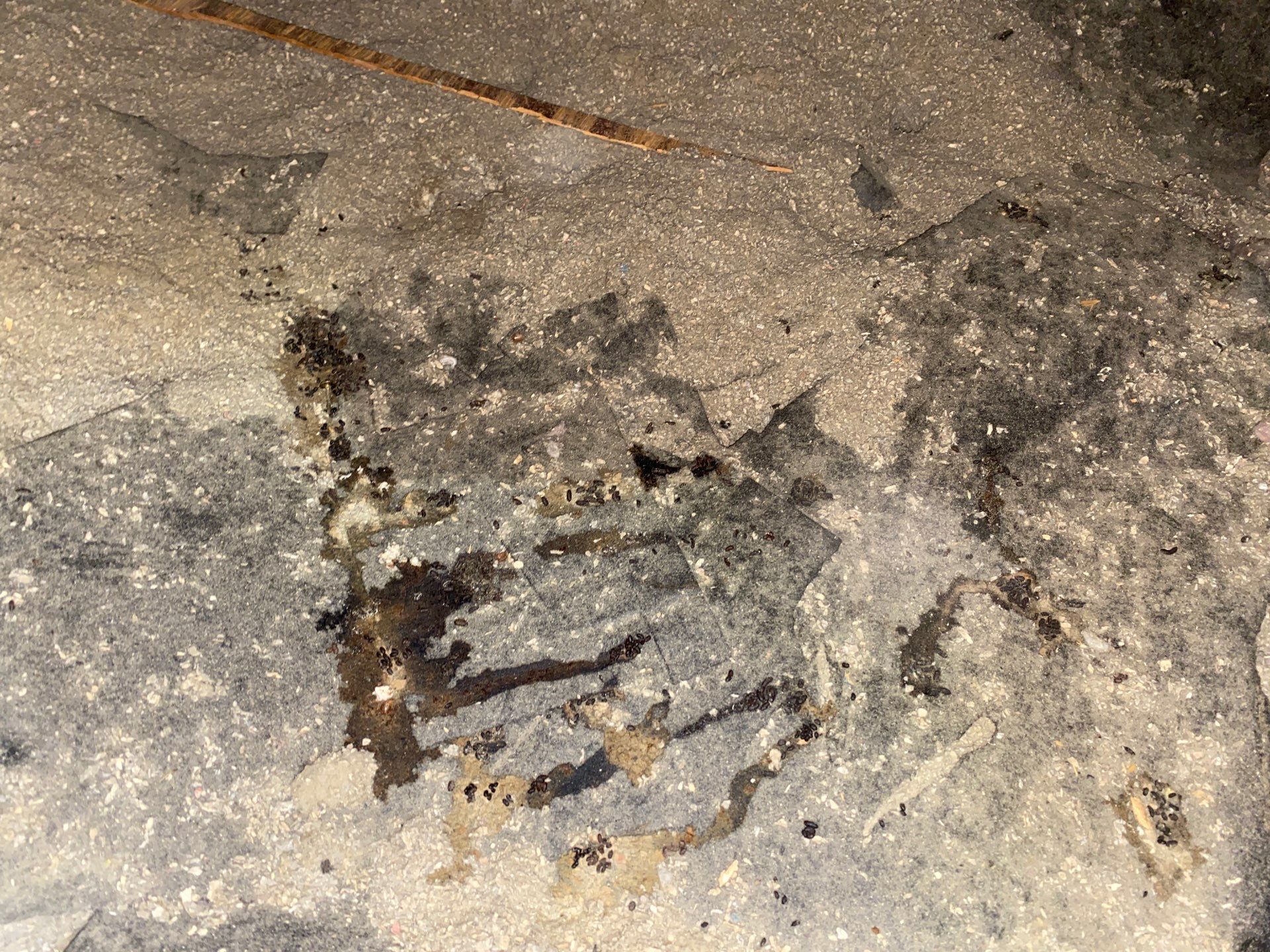 Sanitize attic from rodent droppings and insulate by Home Environment Solutions