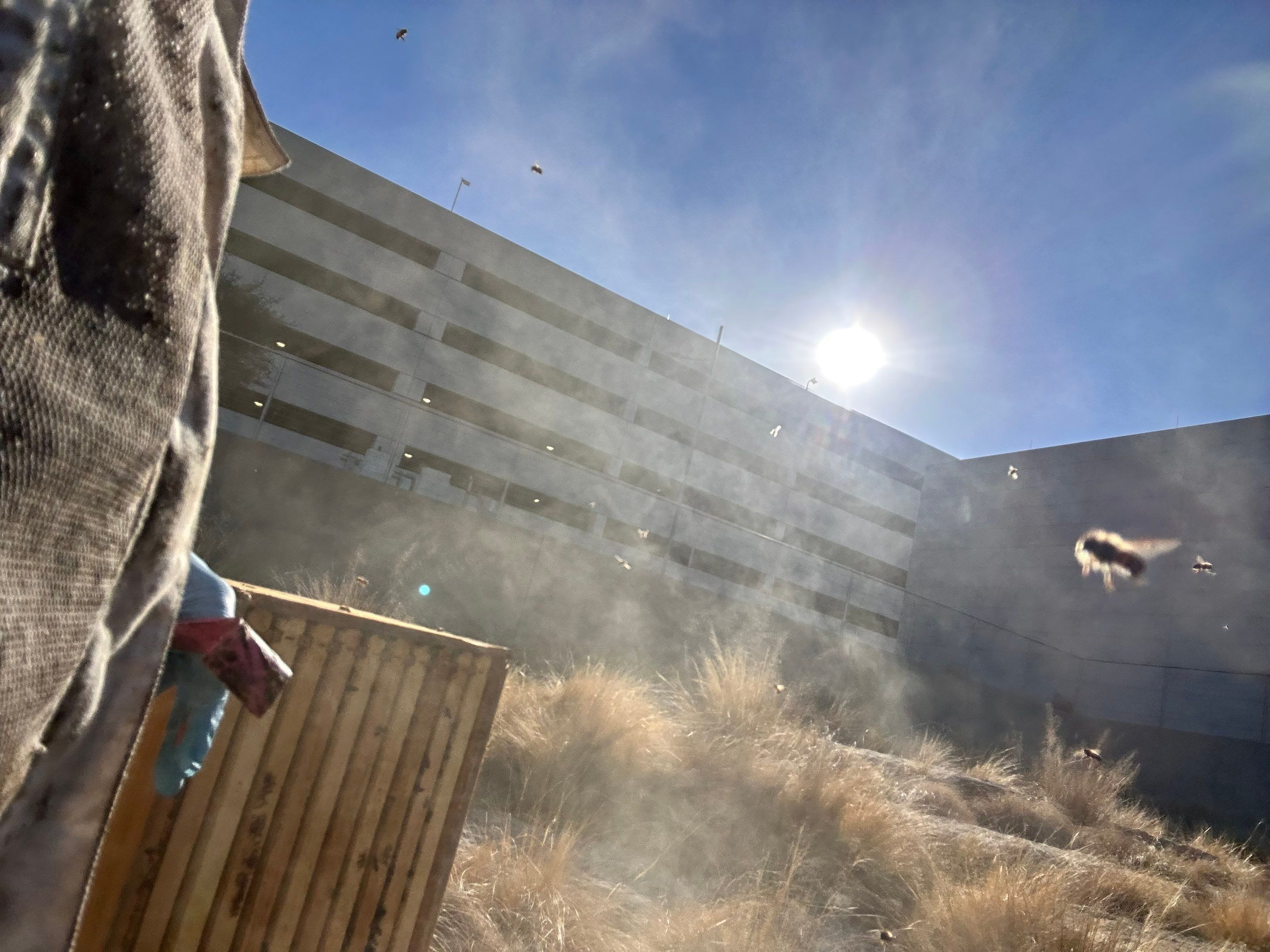 Frisco Corporate HQ by Rockwall Honey Bee Company