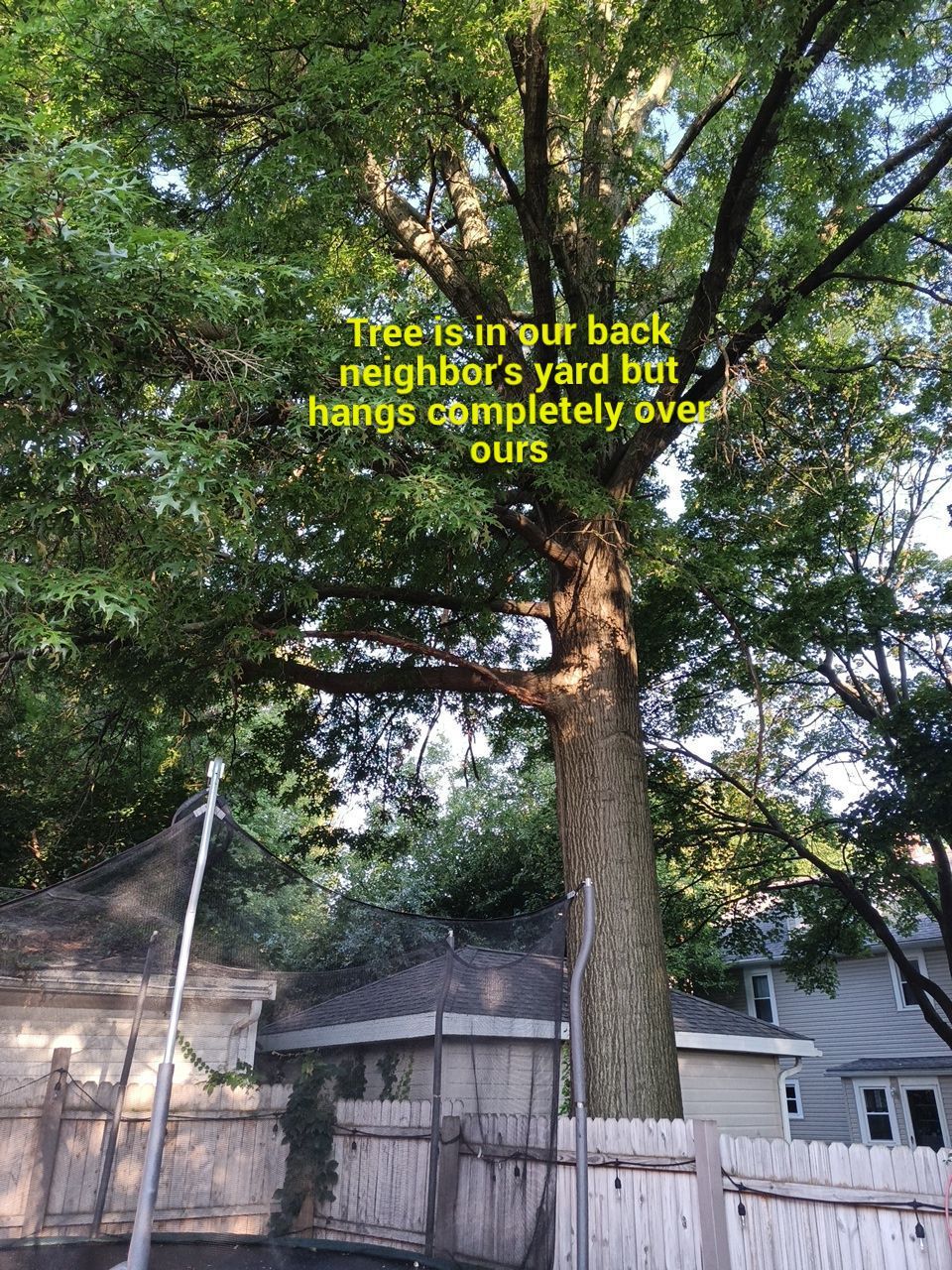 Tree Trimming using Tree Pruing by Mike Jones & Sons Tree Service LLC 