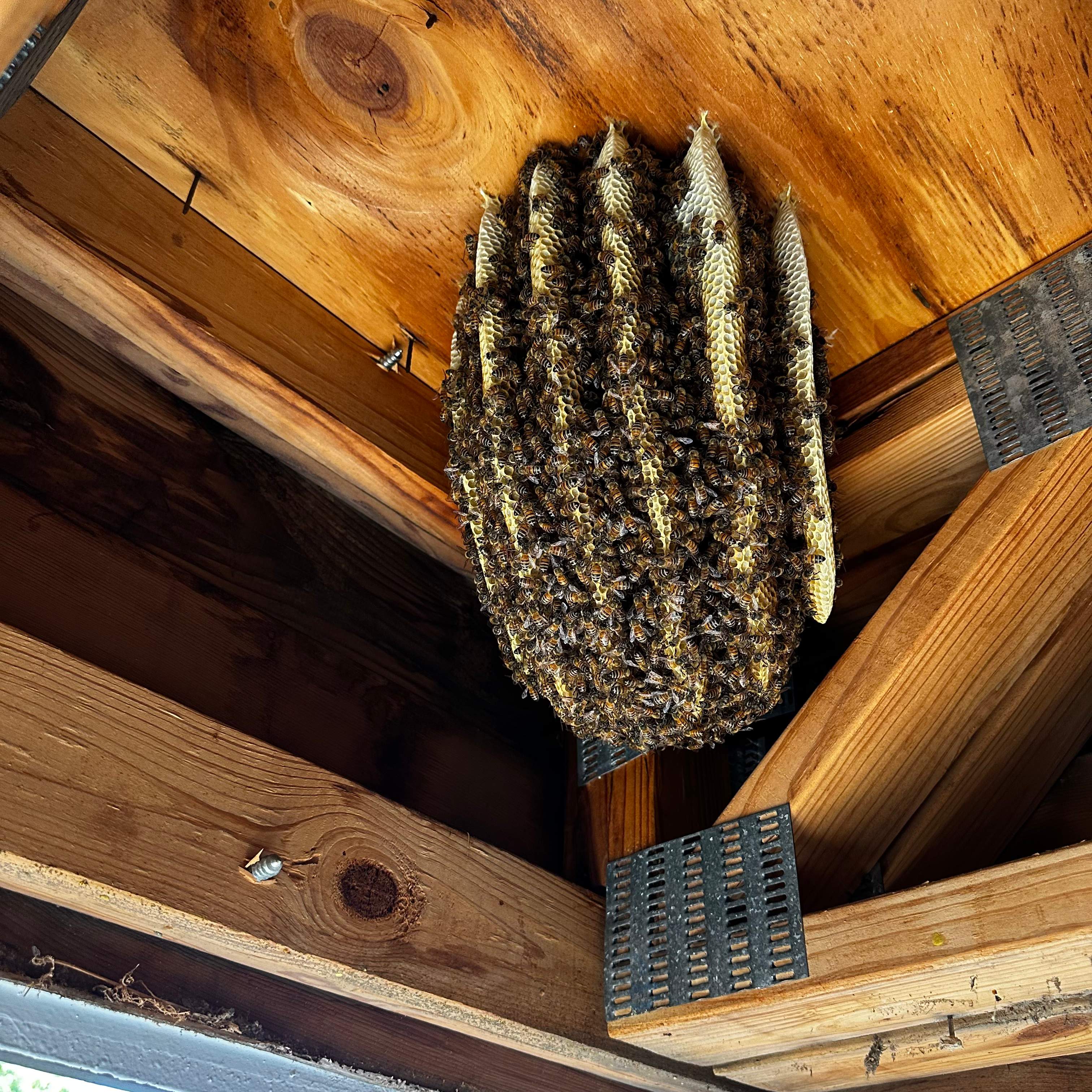 Final Beauty of 2024 by Rockwall Honey Bee Company