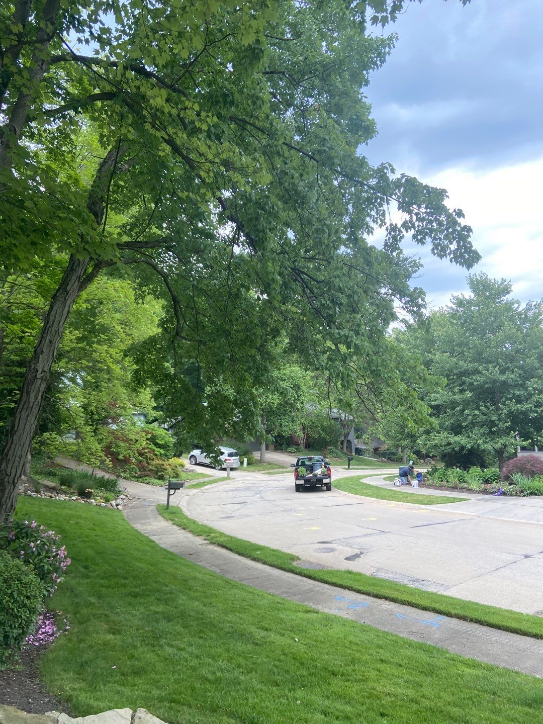 Tree Trimming using Tree Pruing by Mike Jones & Sons Tree Service LLC 