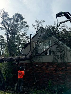 Disaster Relief - Uprooted Pine