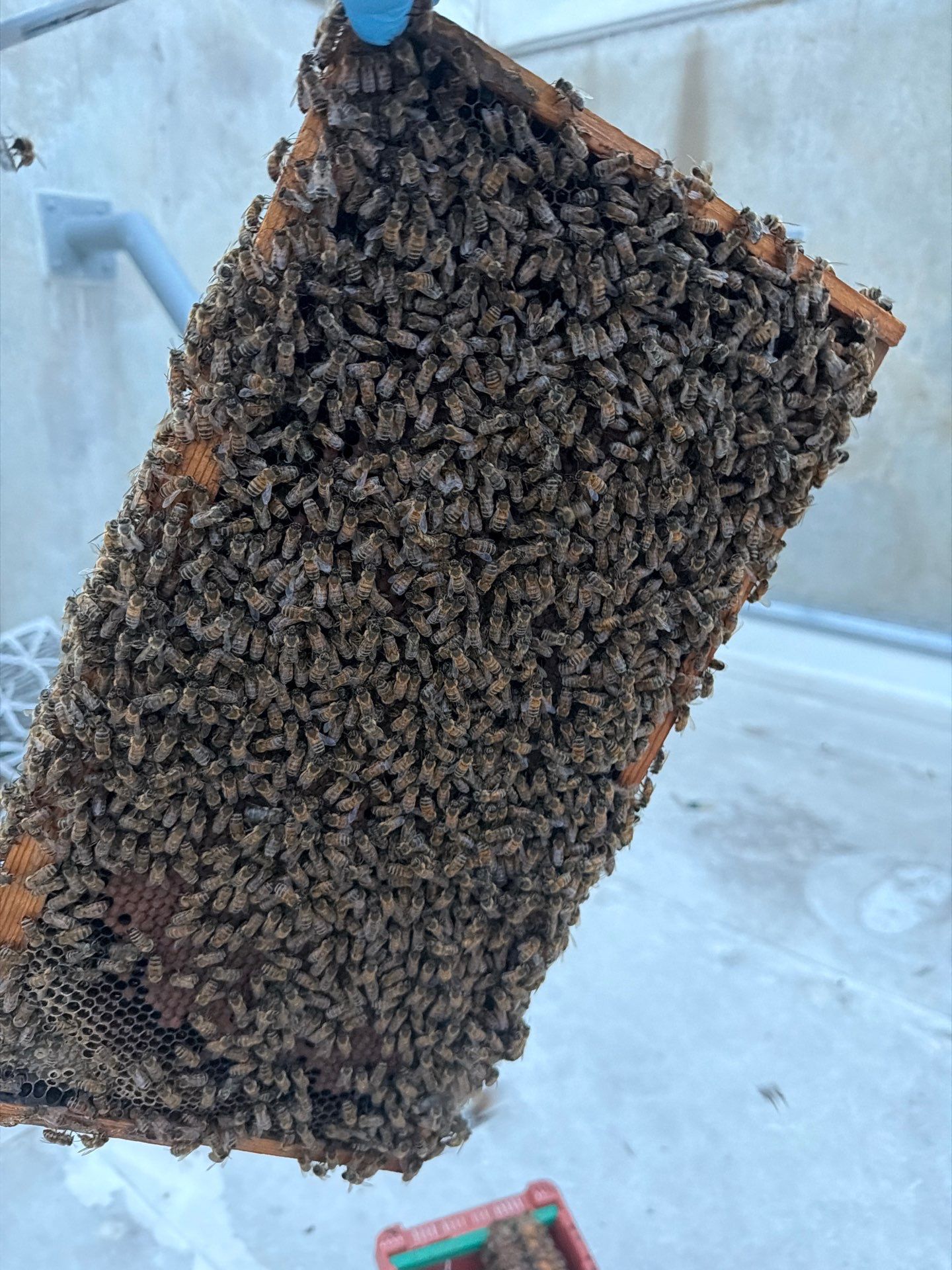 Anchovies on your Apiary by Rockwall Honey Bee Company