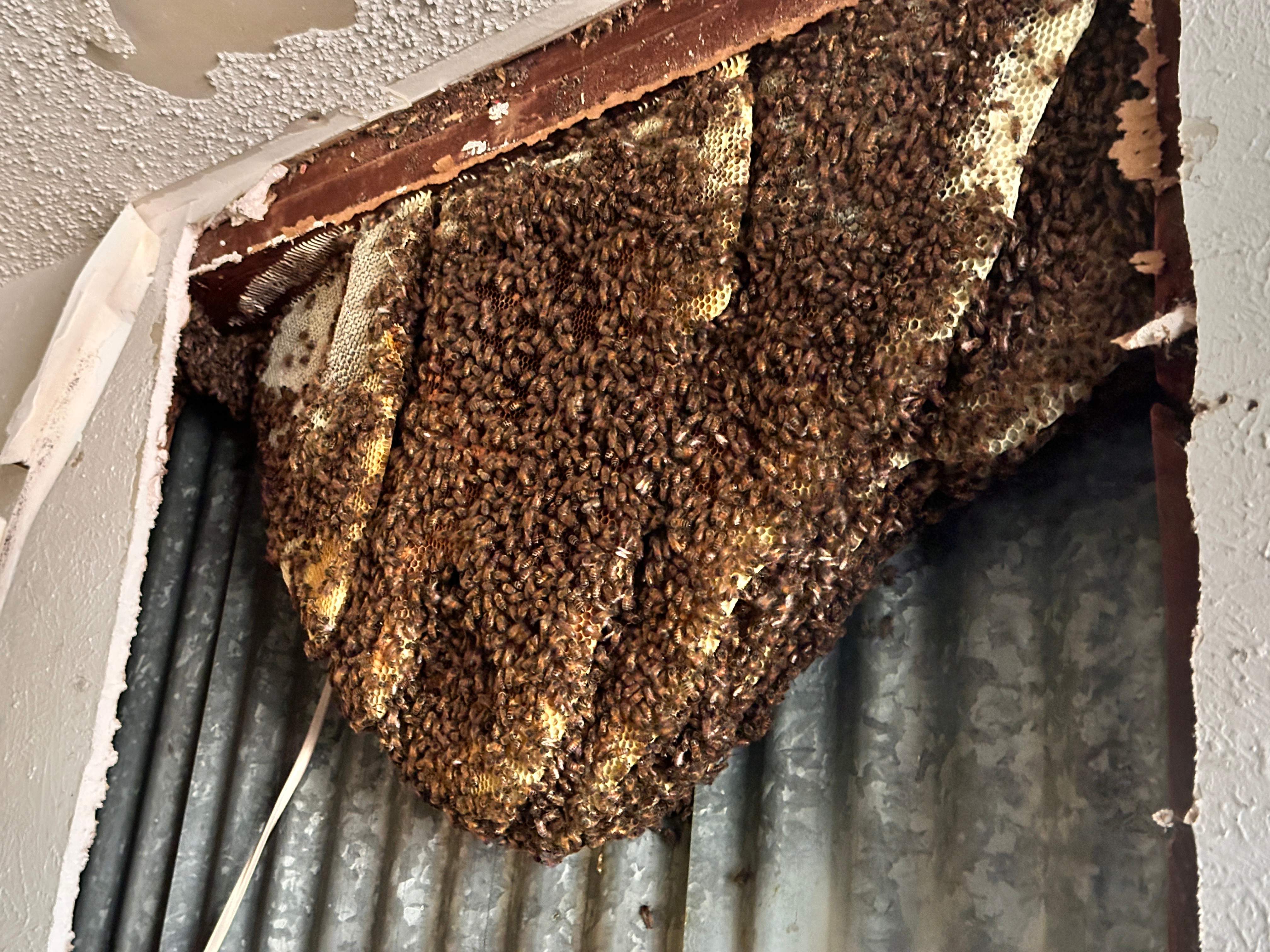 Motorcycle Garage by Rockwall Honey Bee Company