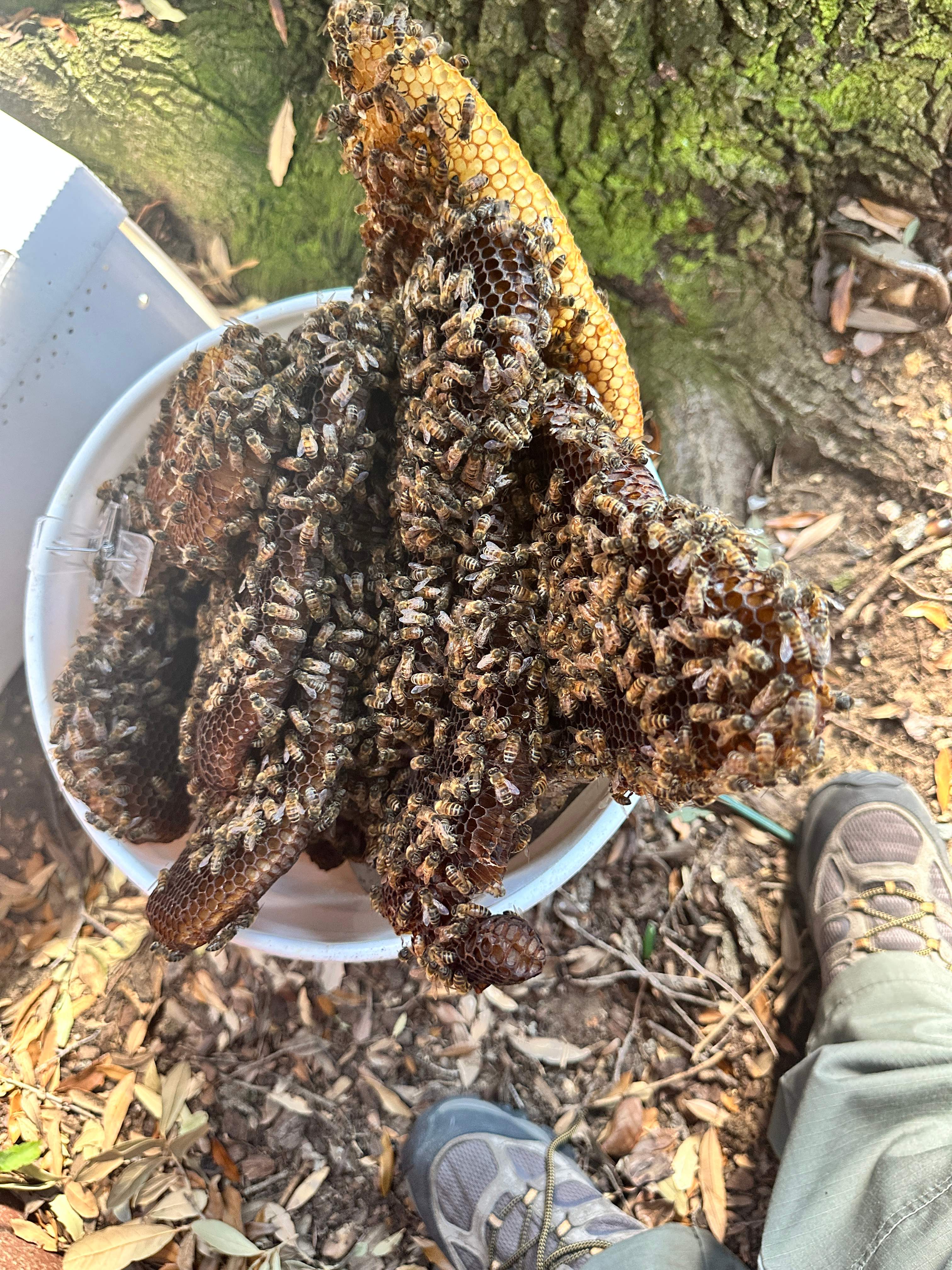 Last of 2025 by Rockwall Honey Bee Company