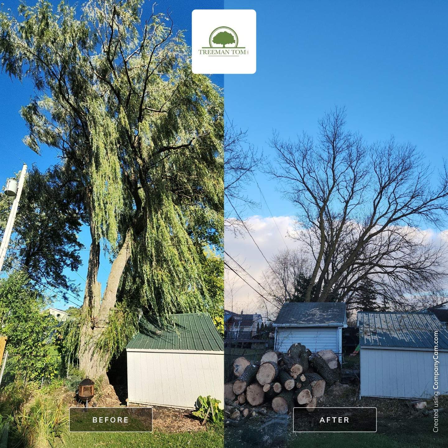 Tree removal of Large Willow  by Treeman Tom LLC
