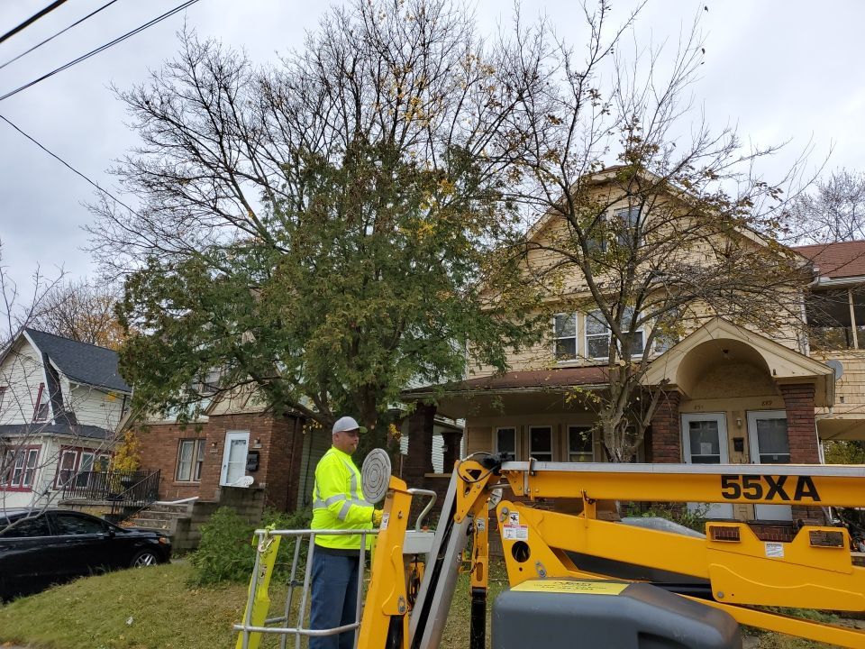 Tree Removal using Tree Removal by Mike Jones & Sons Tree Service LLC 