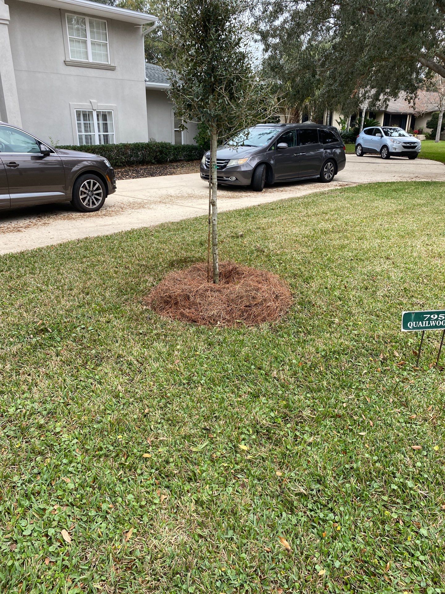 Deerwood | Live Oak Planting Project  by ProGreen Services