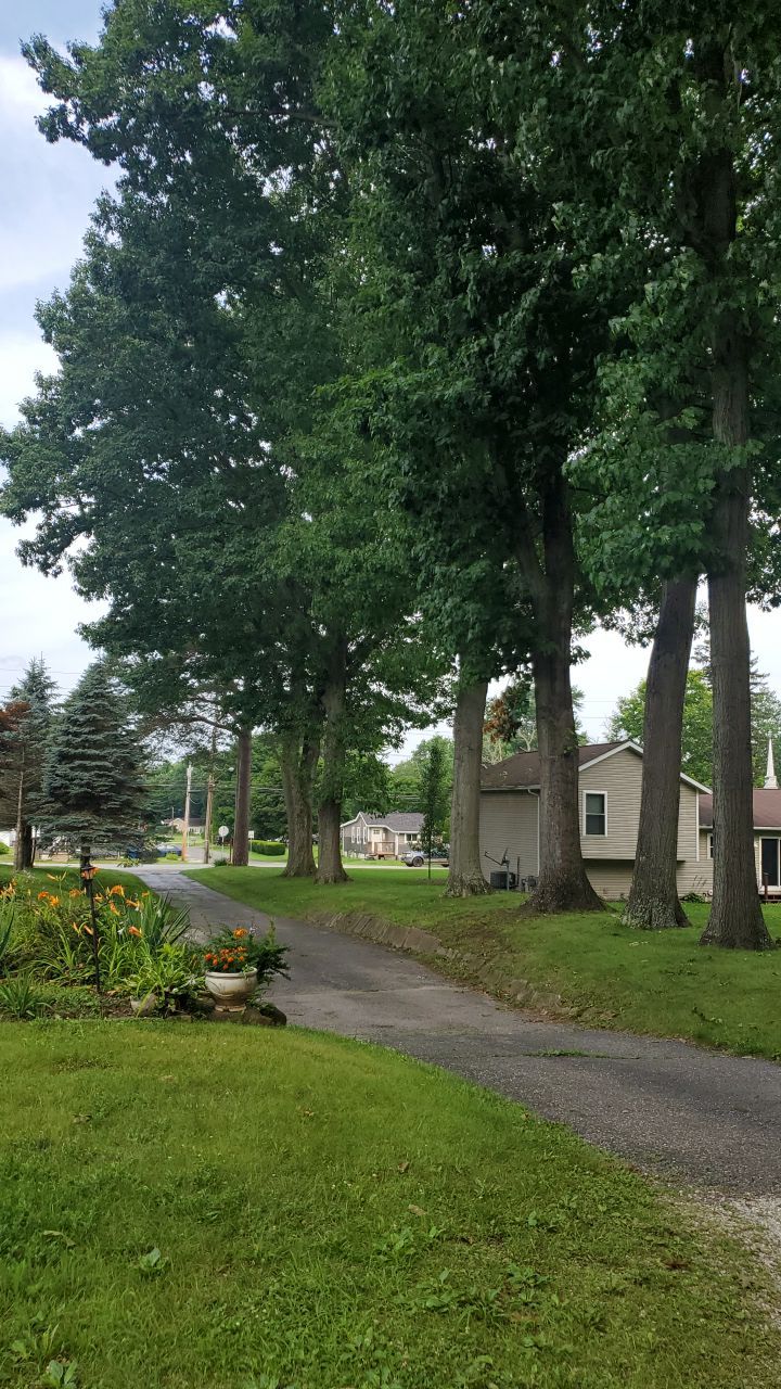 Tree Trimming by Mike Jones & Sons Tree Service LLC 