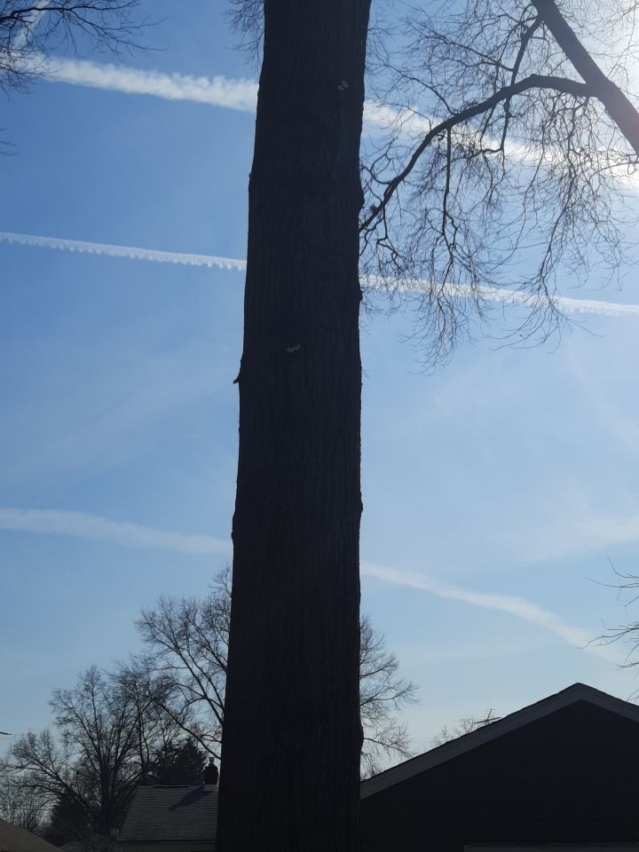 Tree Trimming using Tree Pruing by Mike Jones & Sons Tree Service LLC 