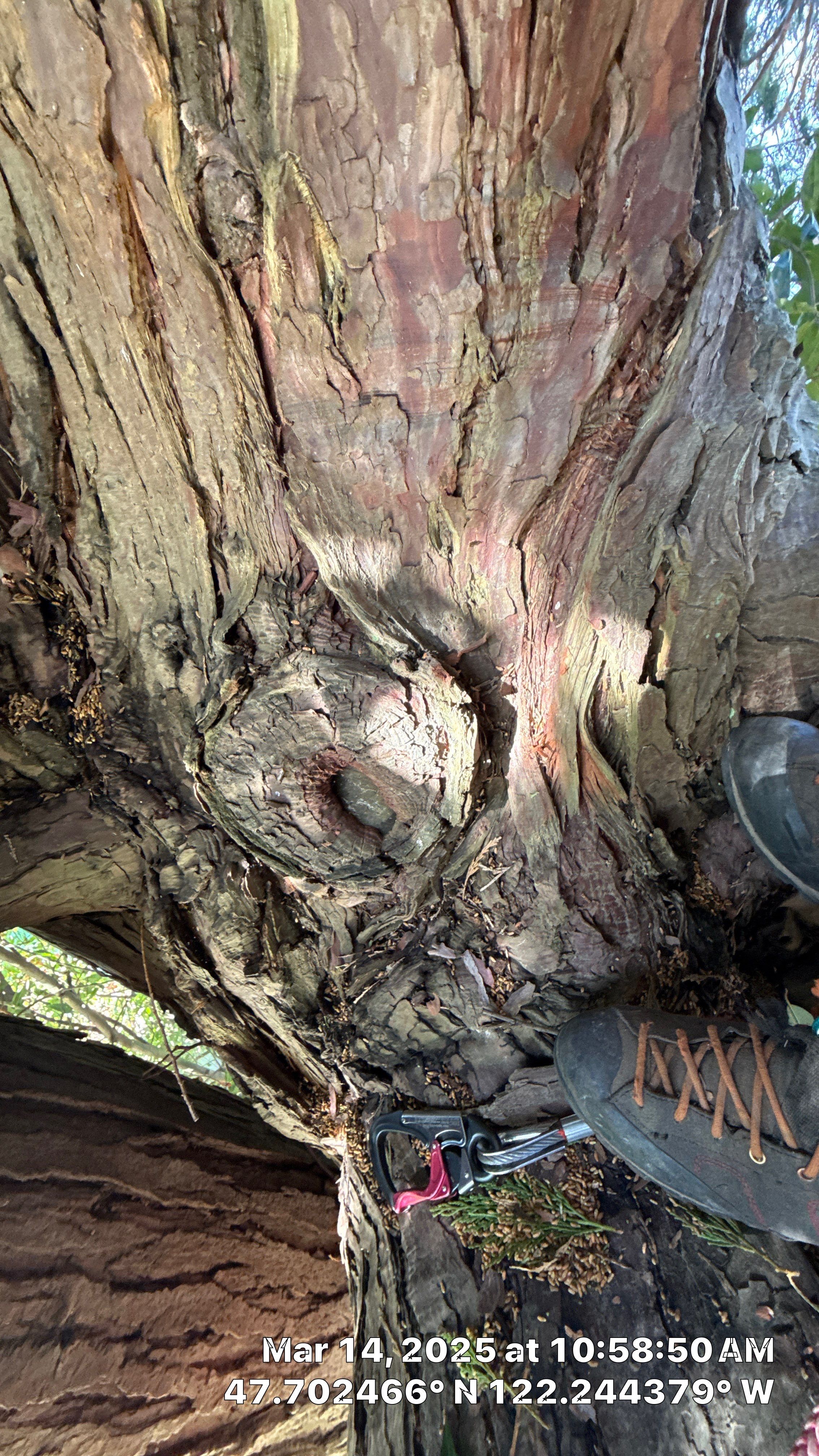 🧾 Tree Support System Assessment & Landmark Tree Risk Report – Holmes Point, Kirkland, WA by Sound Tree Care LLC