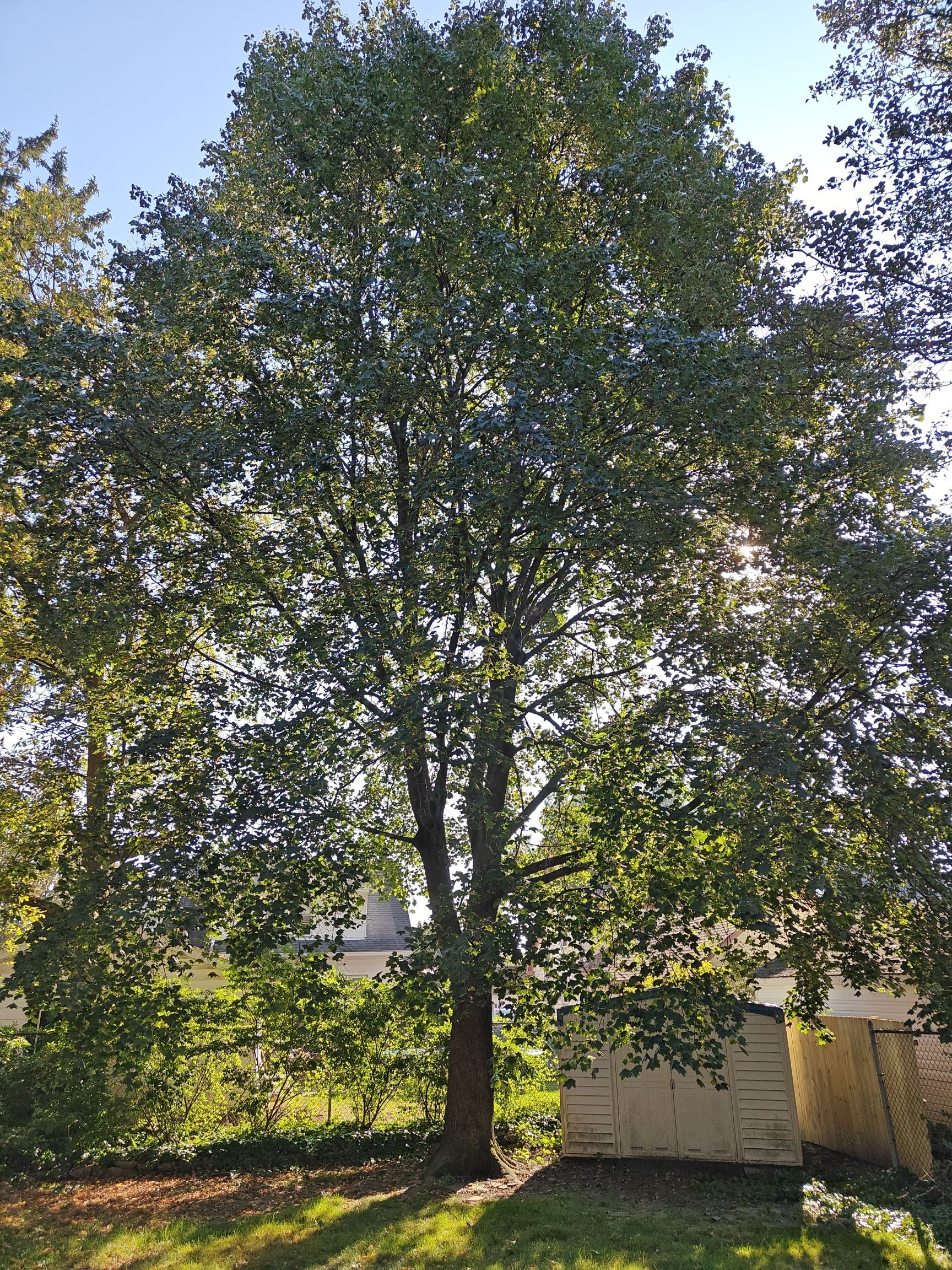 Tree Trimming using Tree Pruing by Mike Jones & Sons Tree Service LLC 