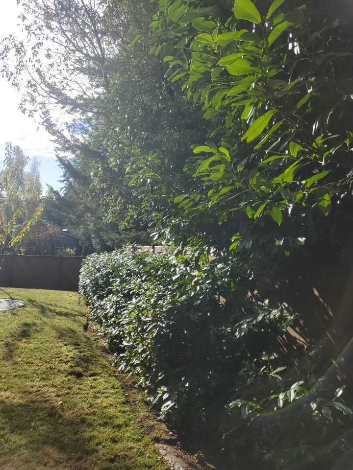 Tree Removal using Tree Removal by Mike Jones & Sons Tree Service LLC 