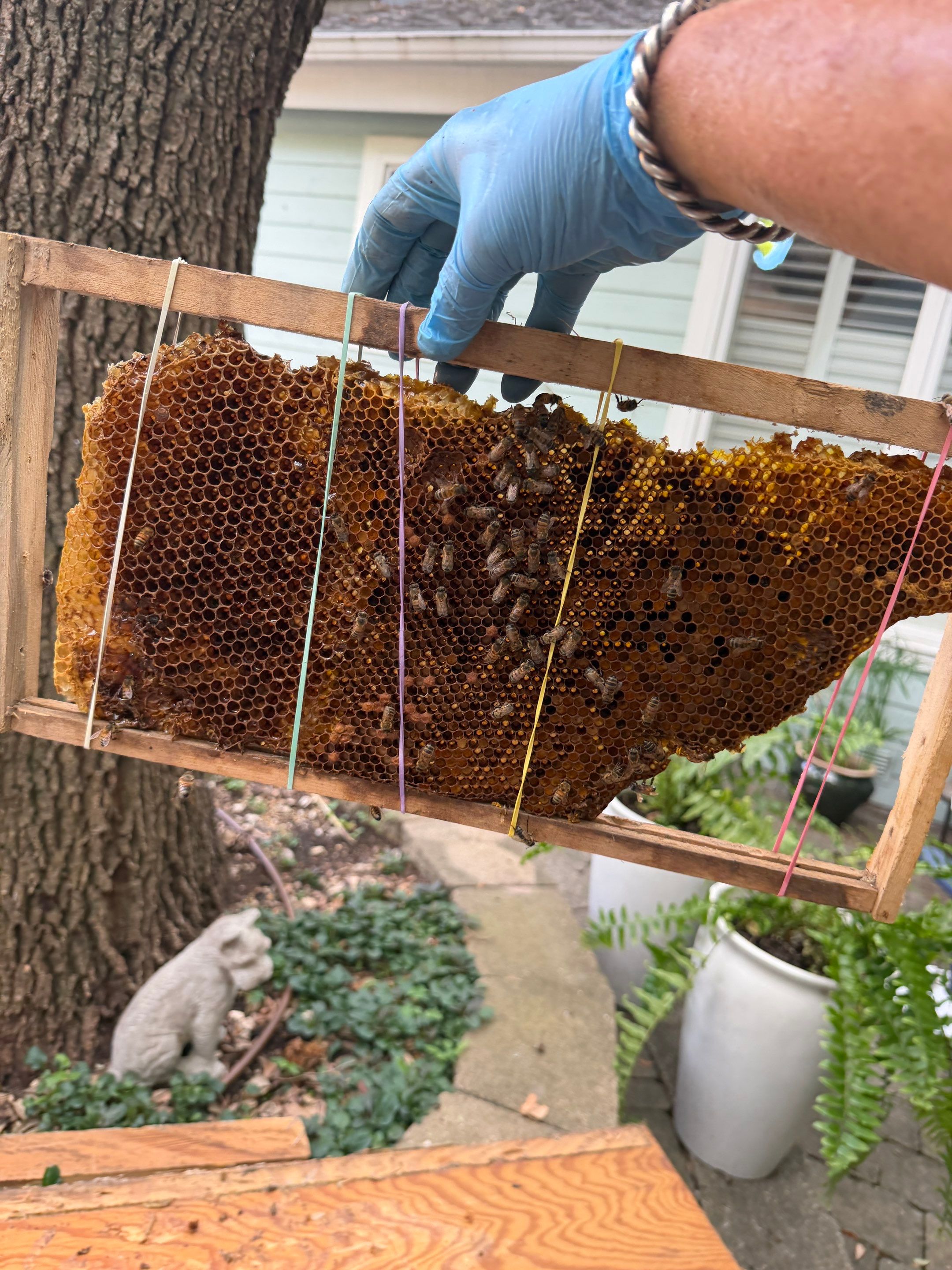 High Peak Bees by Rockwall Honey Bee Company