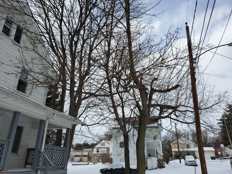 Tree Trimming using Tree Pruing by Mike Jones & Sons Tree Service LLC 