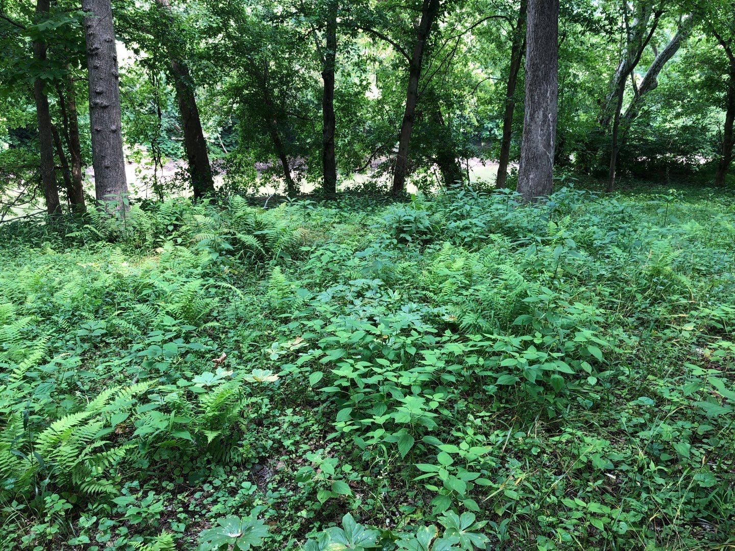 Gain unused yard space by GrassBusters, Inc.