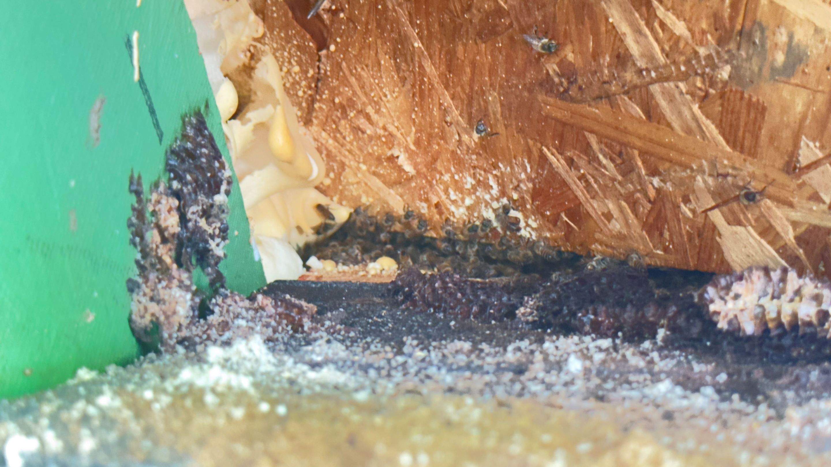 Hide-and-Seek by Rockwall Honey Bee Company