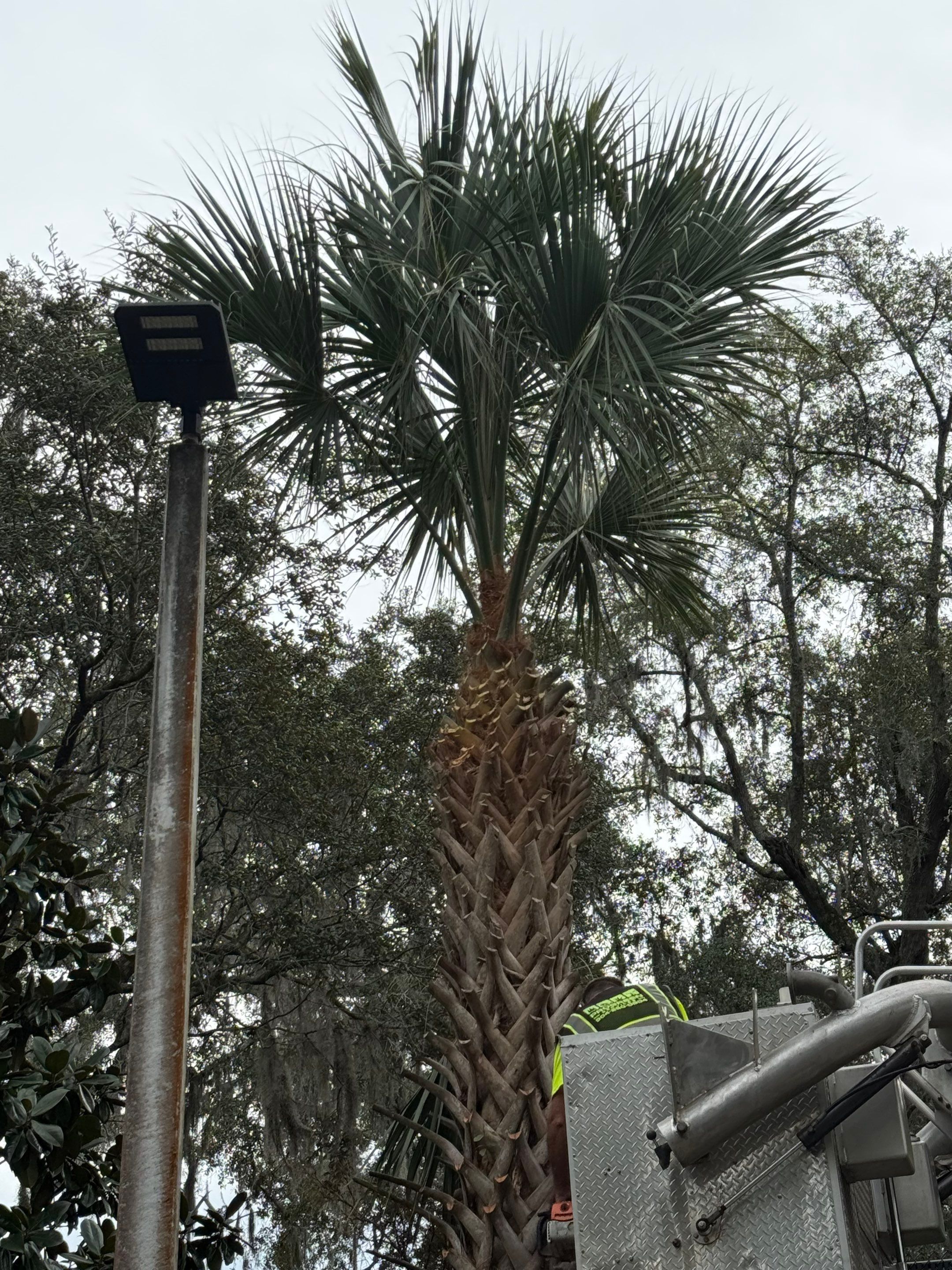 Volunteer Work | Episcopal High School of Jacksonville by ProGreen Services