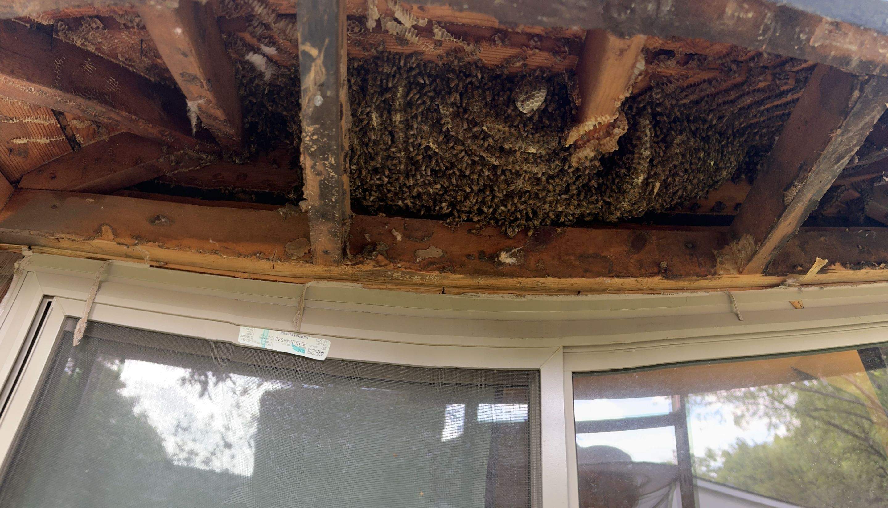 Sneaky! by Rockwall Honey Bee Company