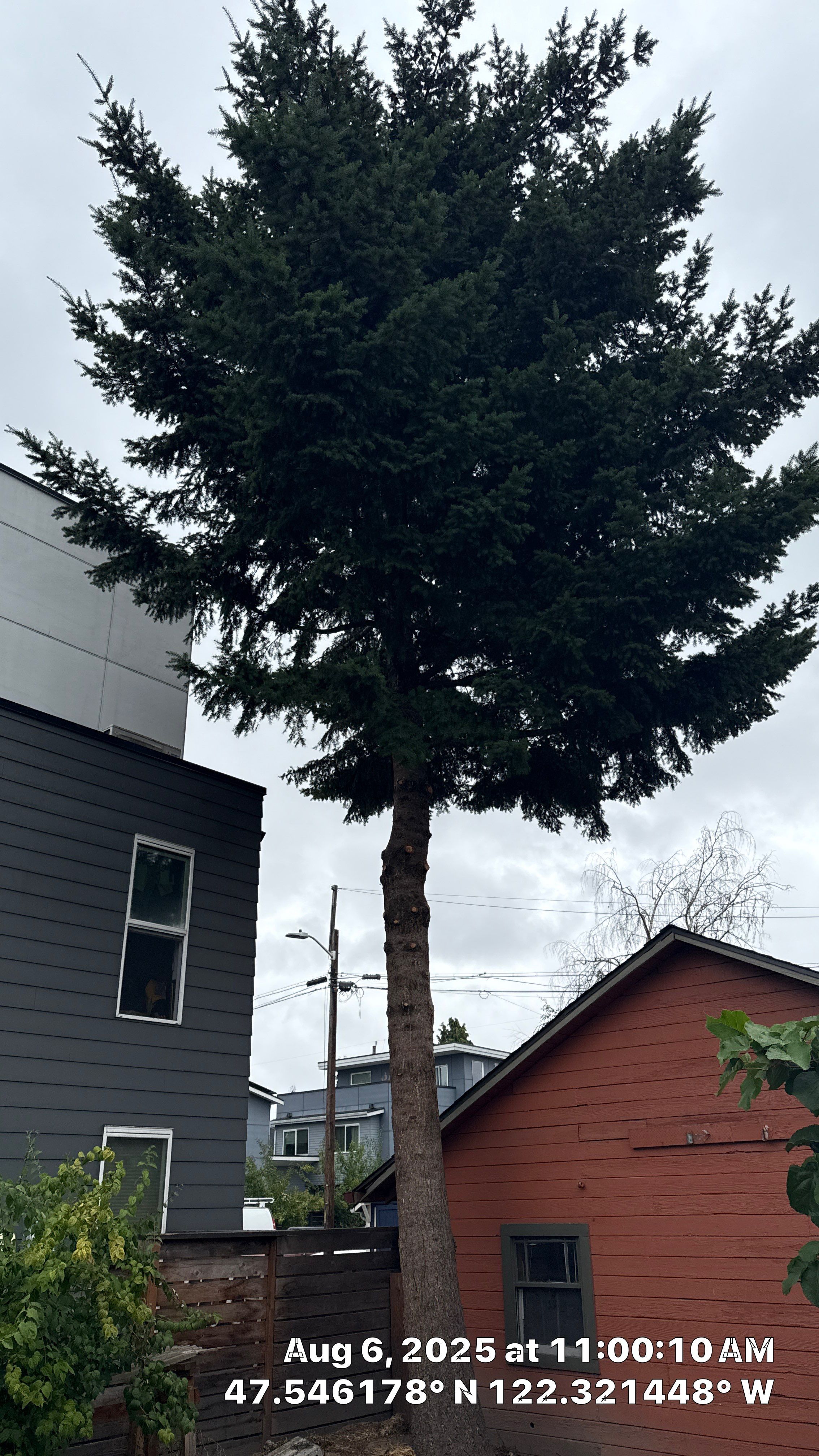 ποΈ Tree Trimming for Property Manager Success ποΈ by Sound Tree Care LLC