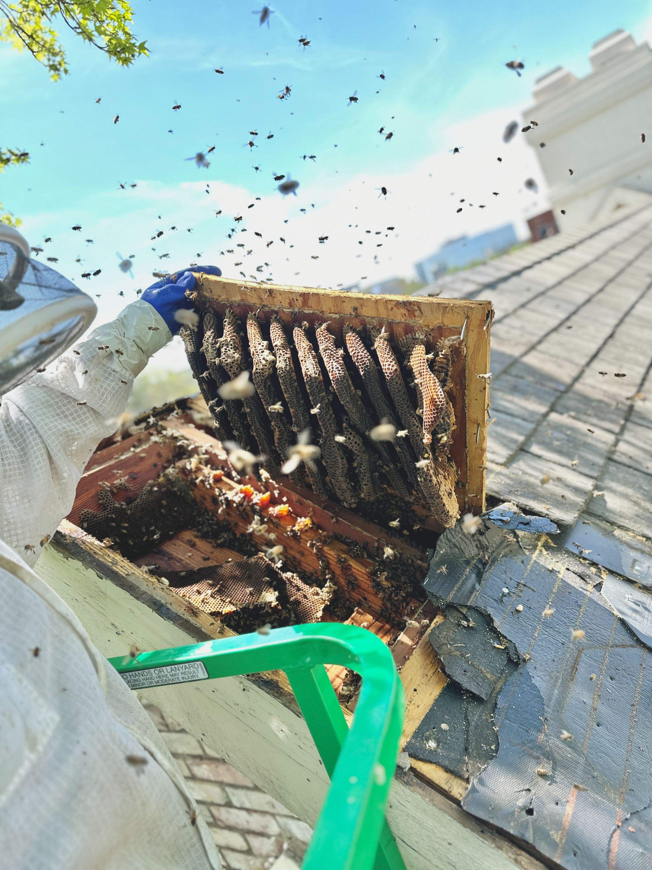 Commercial Roof by Rockwall Honey Bee Company