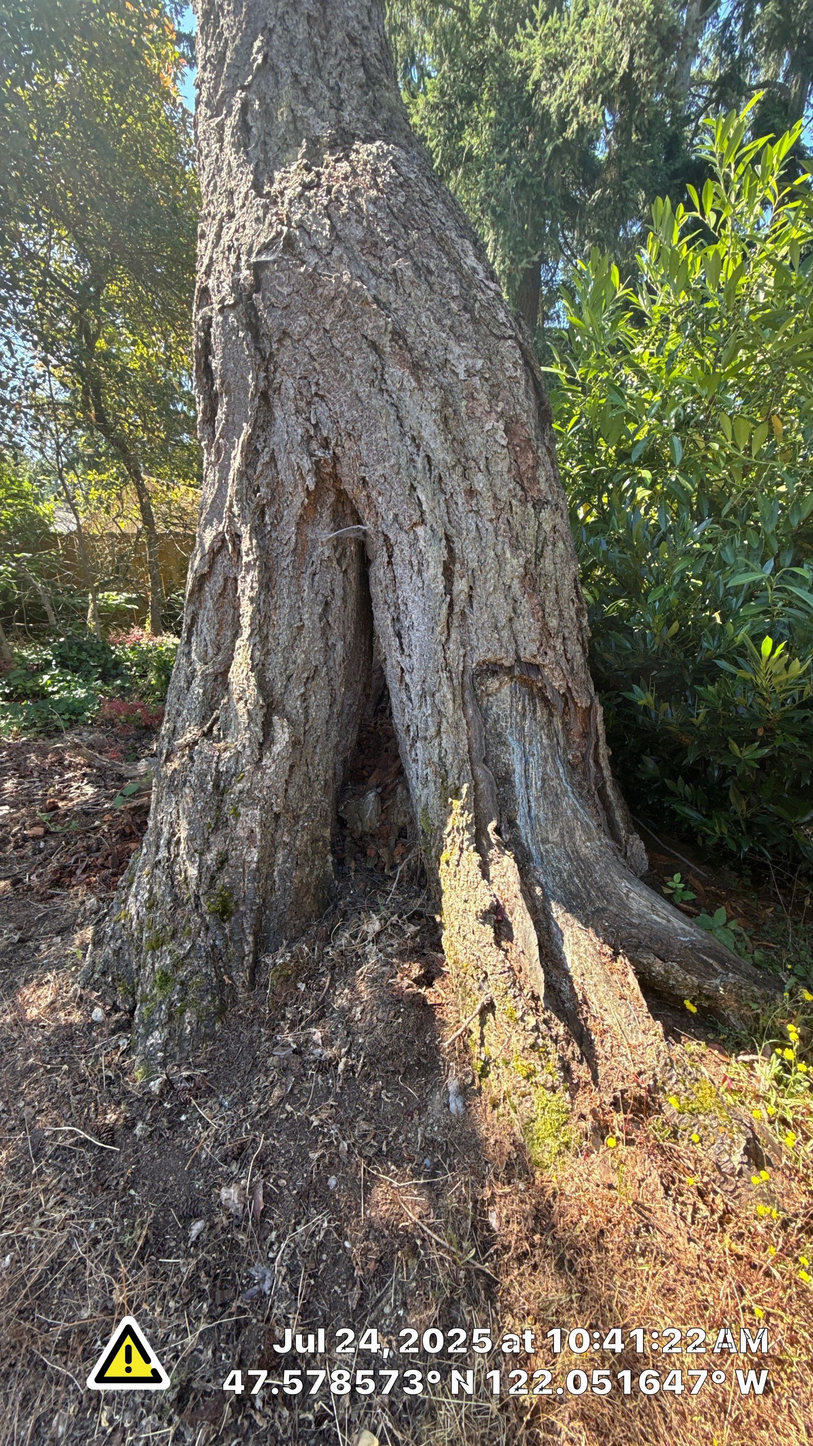🌲 Trusty Showcase: Nurse-Stump Grown Douglas Fir with Elevated Root Flare – Sammamish, WA by Sound Tree Care LLC