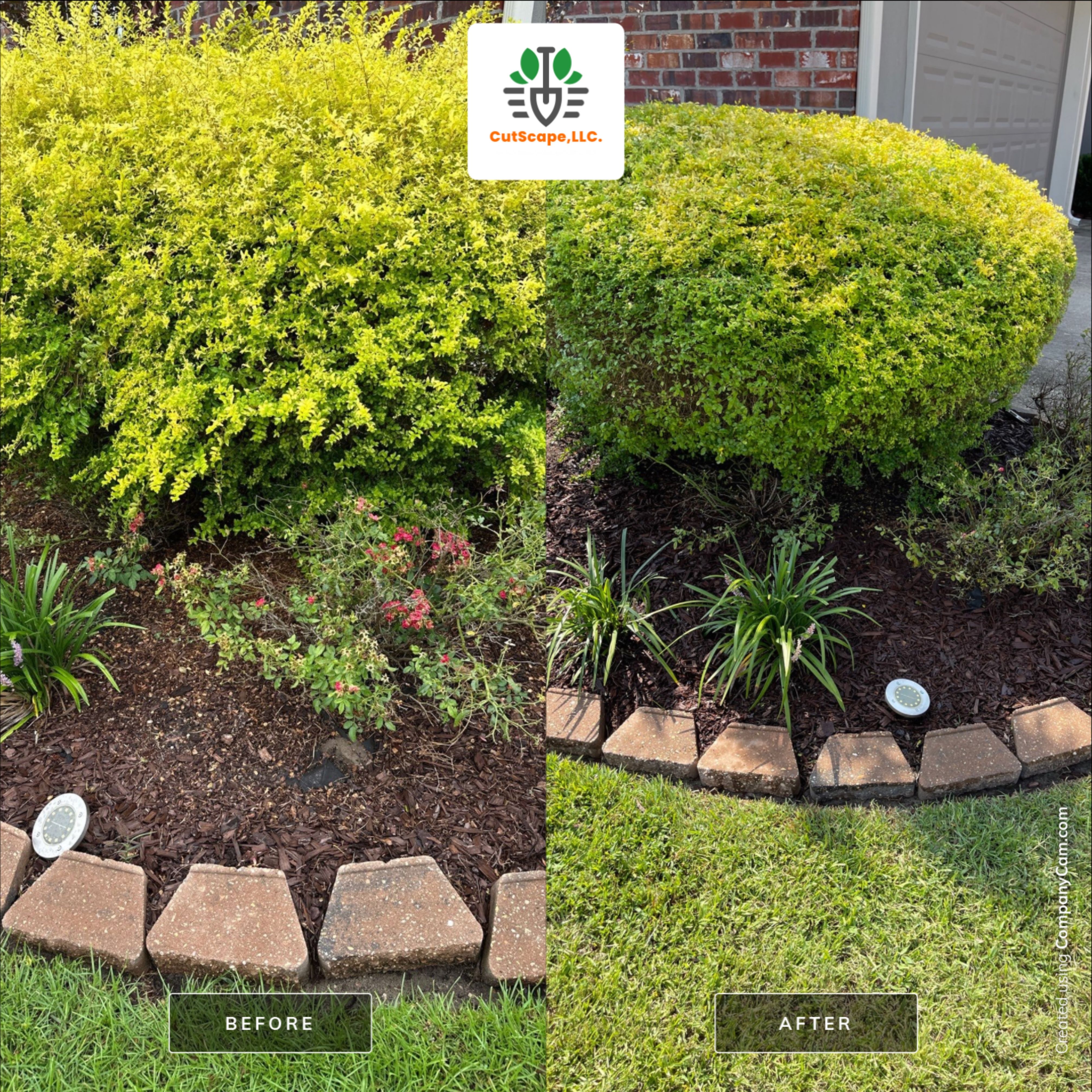 HEDGE TRIM / BED CLEAN / MULCH INSTALL using BROWN MULCH "BARK BRITE" by CutScape, LLC.