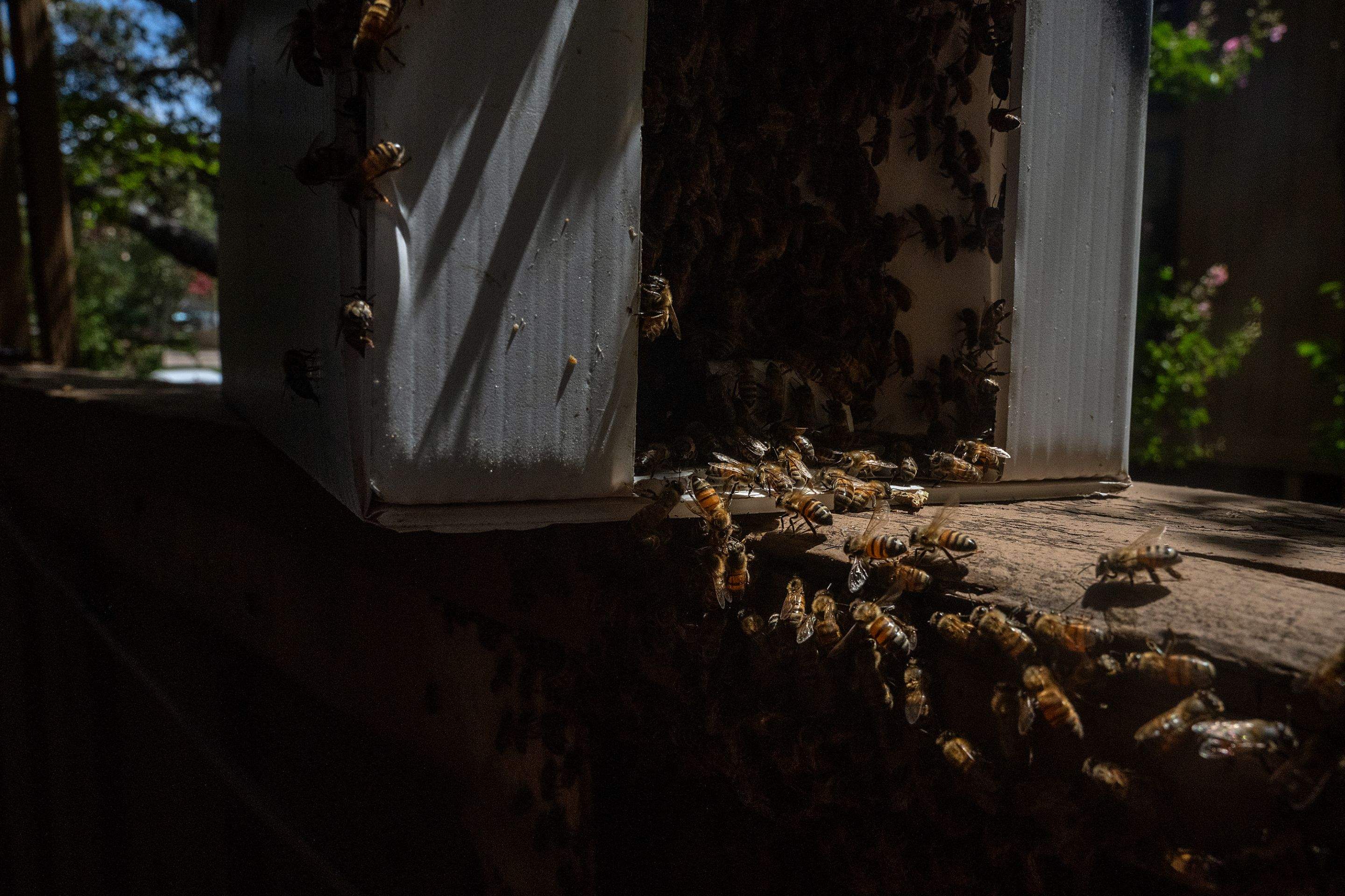 Condo Patio by Rockwall Honey Bee Company