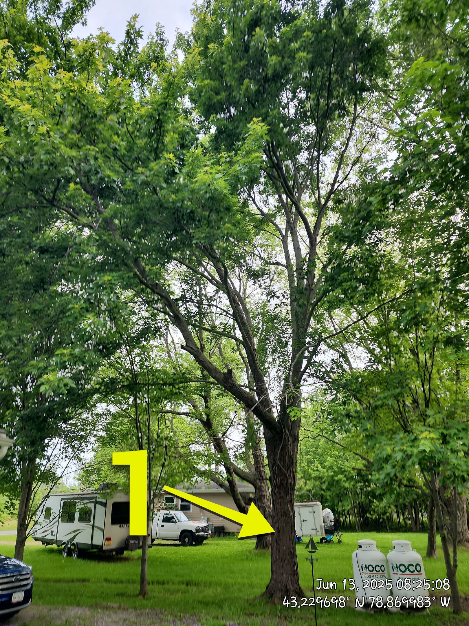 Removal for Future Projects by Treeman Tom LLC