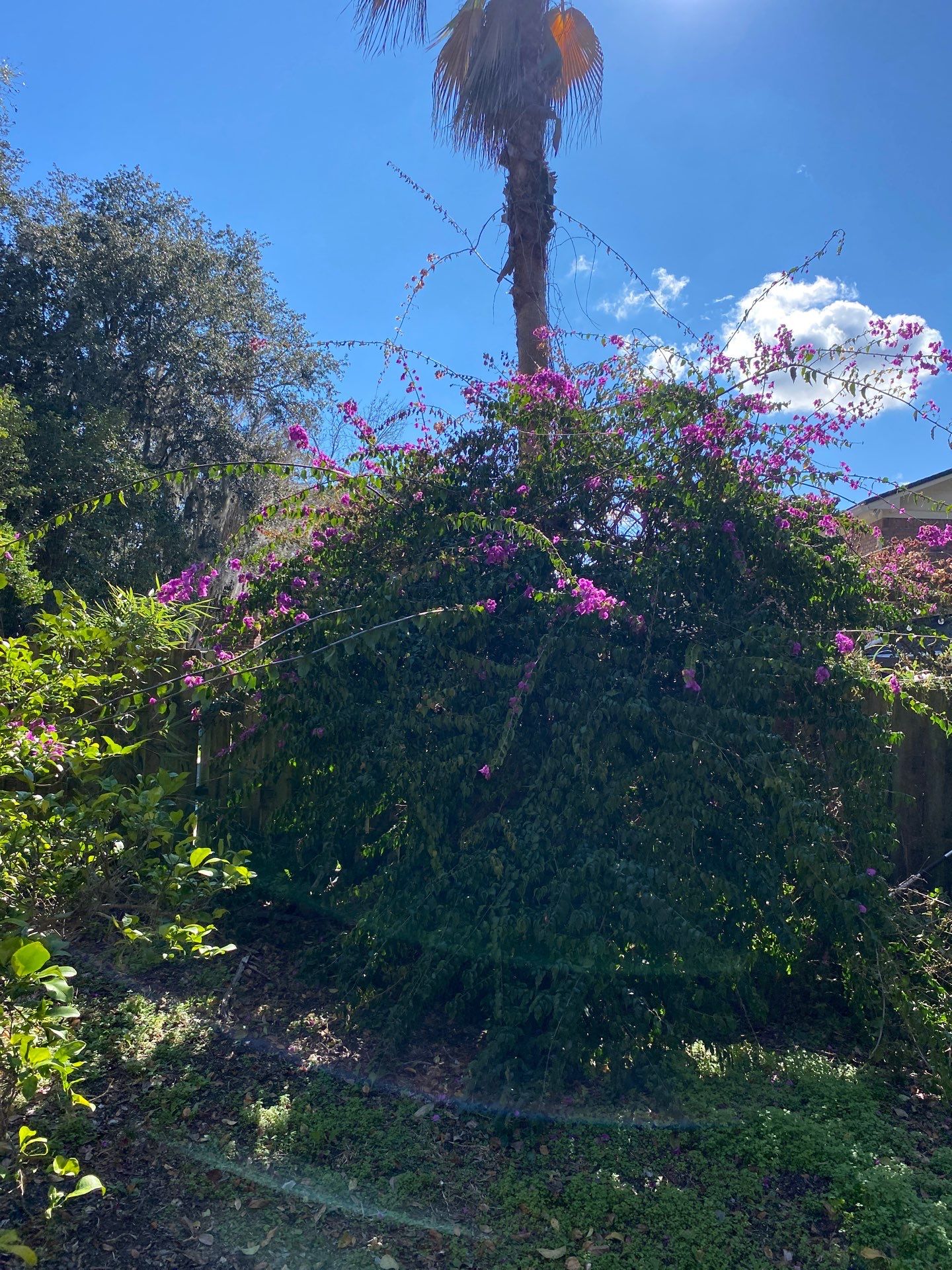 Deerwood Resident | Shrub Removal by ProGreen Services