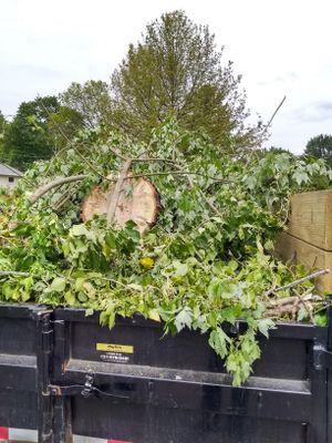 Tree Removal using Tree Removal