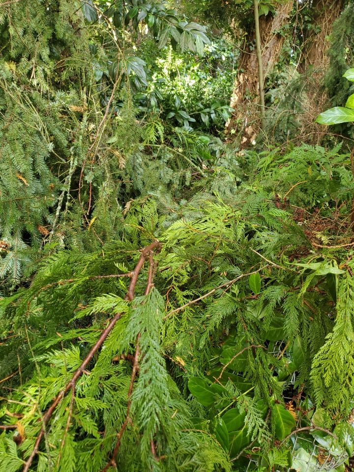 Tree Removal using Tree Removal by Mike Jones & Sons Tree Service LLC 