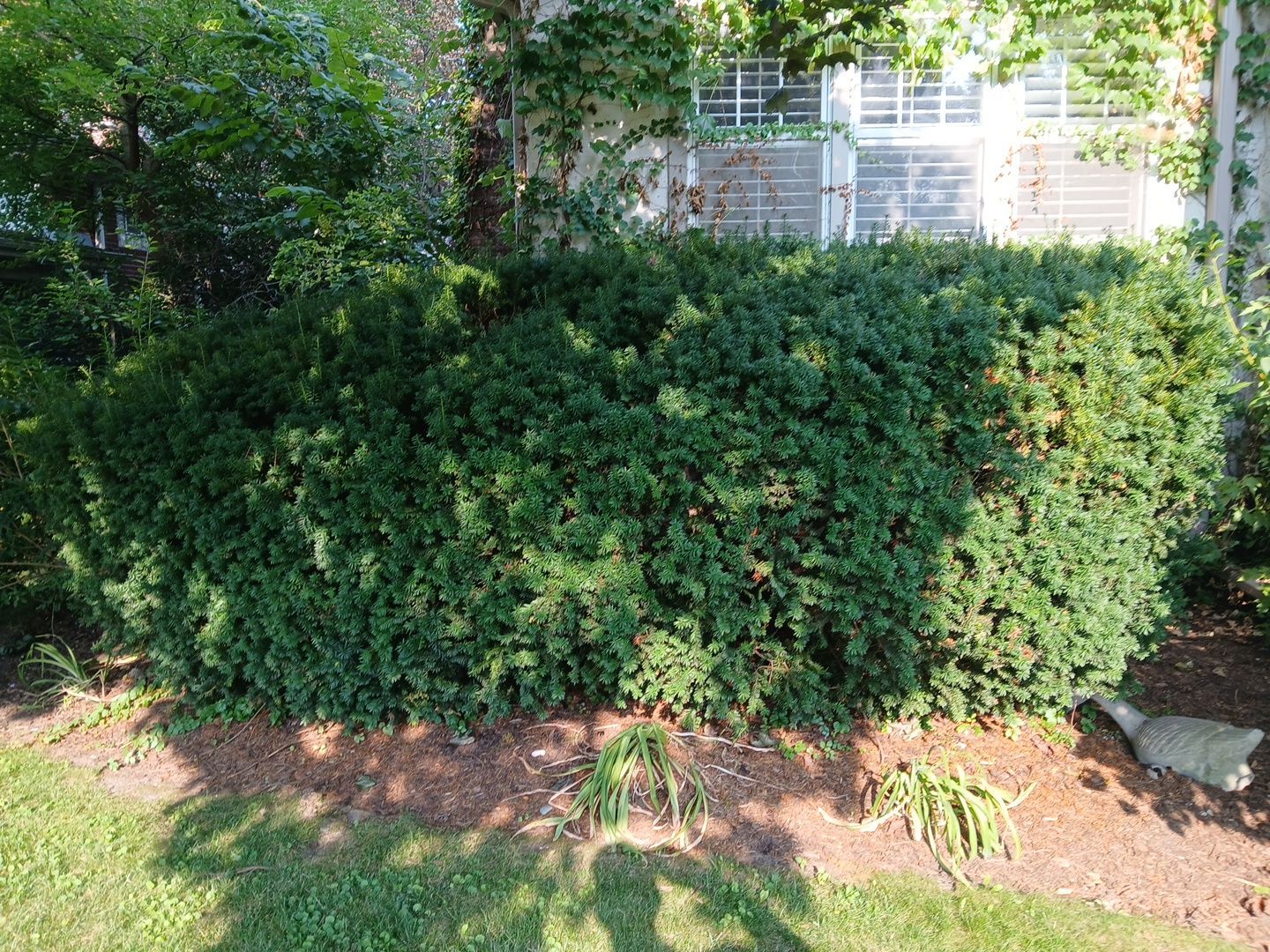 Suzanne V. - Mount Prospect, IL by A&N 