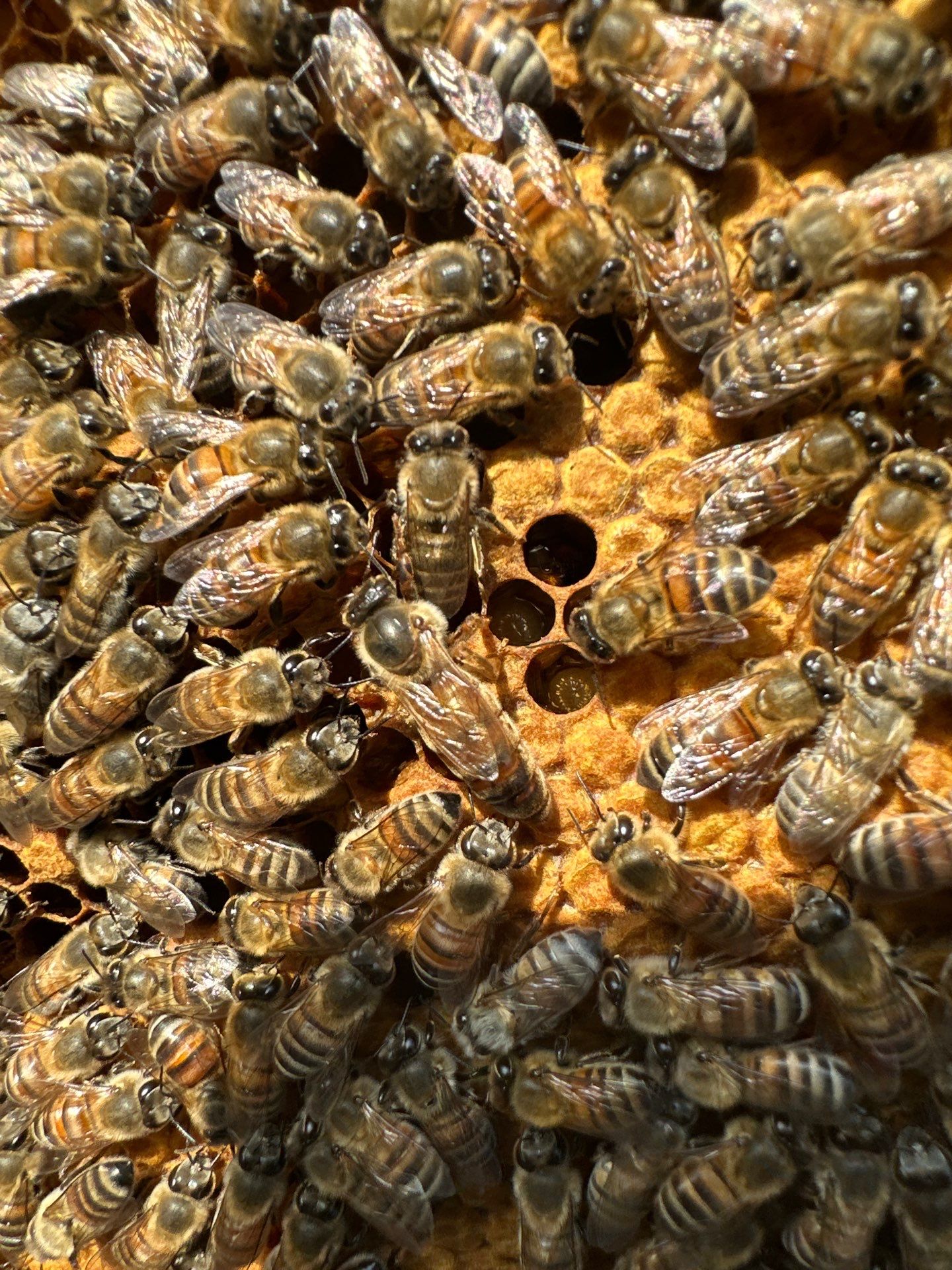 Rockwall County Ag. Exemption by Rockwall Honey Bee Company
