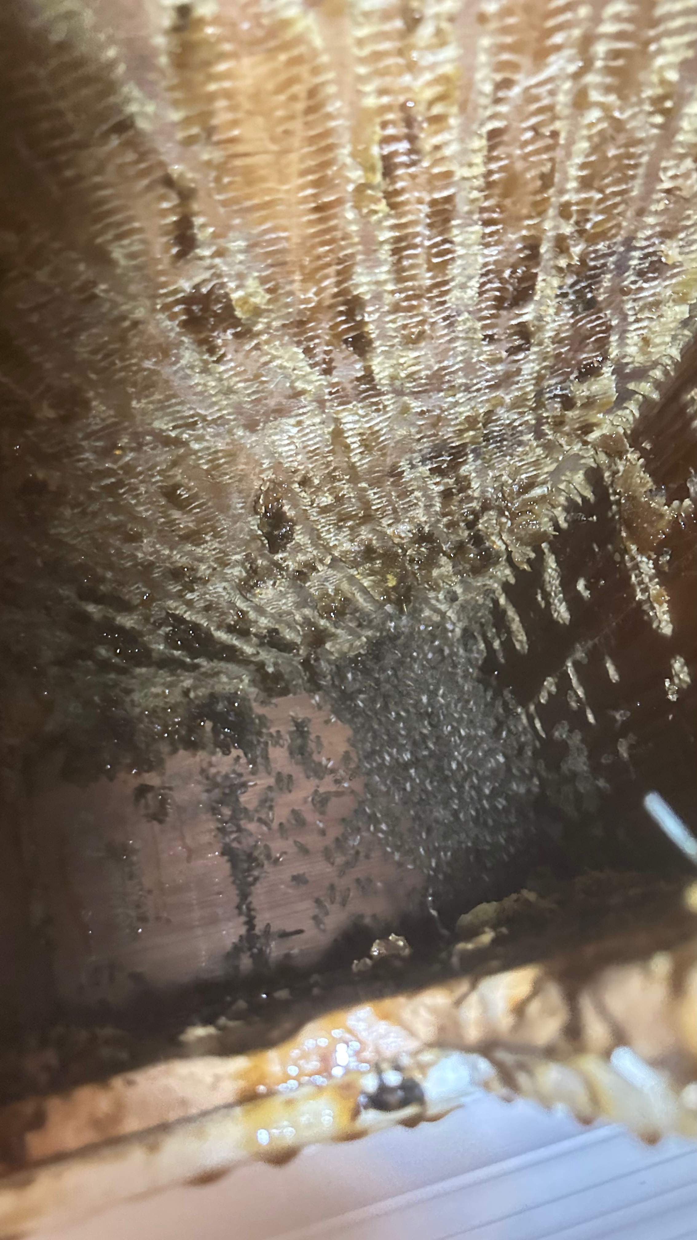 Interior Ceiling by Rockwall Honey Bee Company