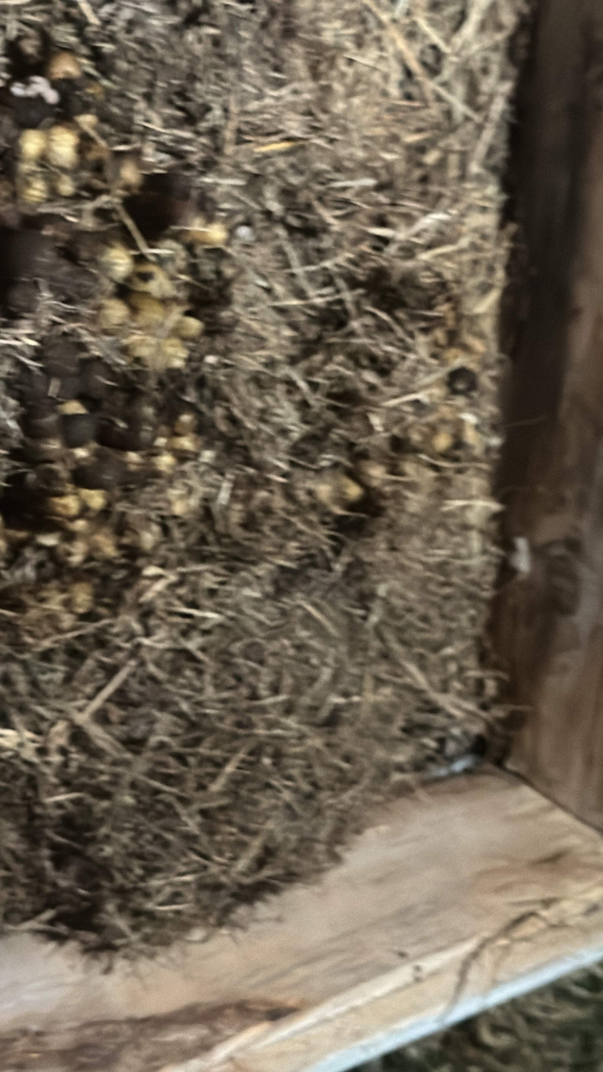 Bumblebees! by Rockwall Honey Bee Company