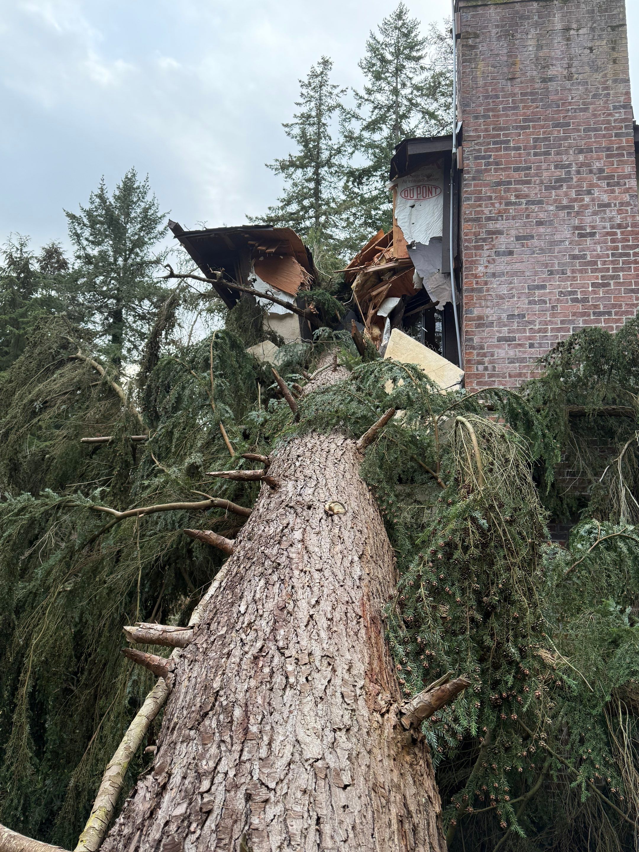 Emergency Tree Removal in Normandy Park – Storm-Damaged Tree on Home (Nov 2024) by Sound Tree Care LLC
