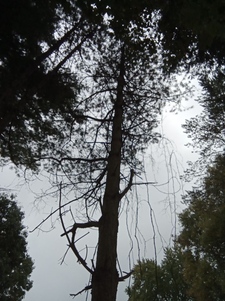 Tree Removal using Tree Removal by Mike Jones & Sons Tree Service LLC 