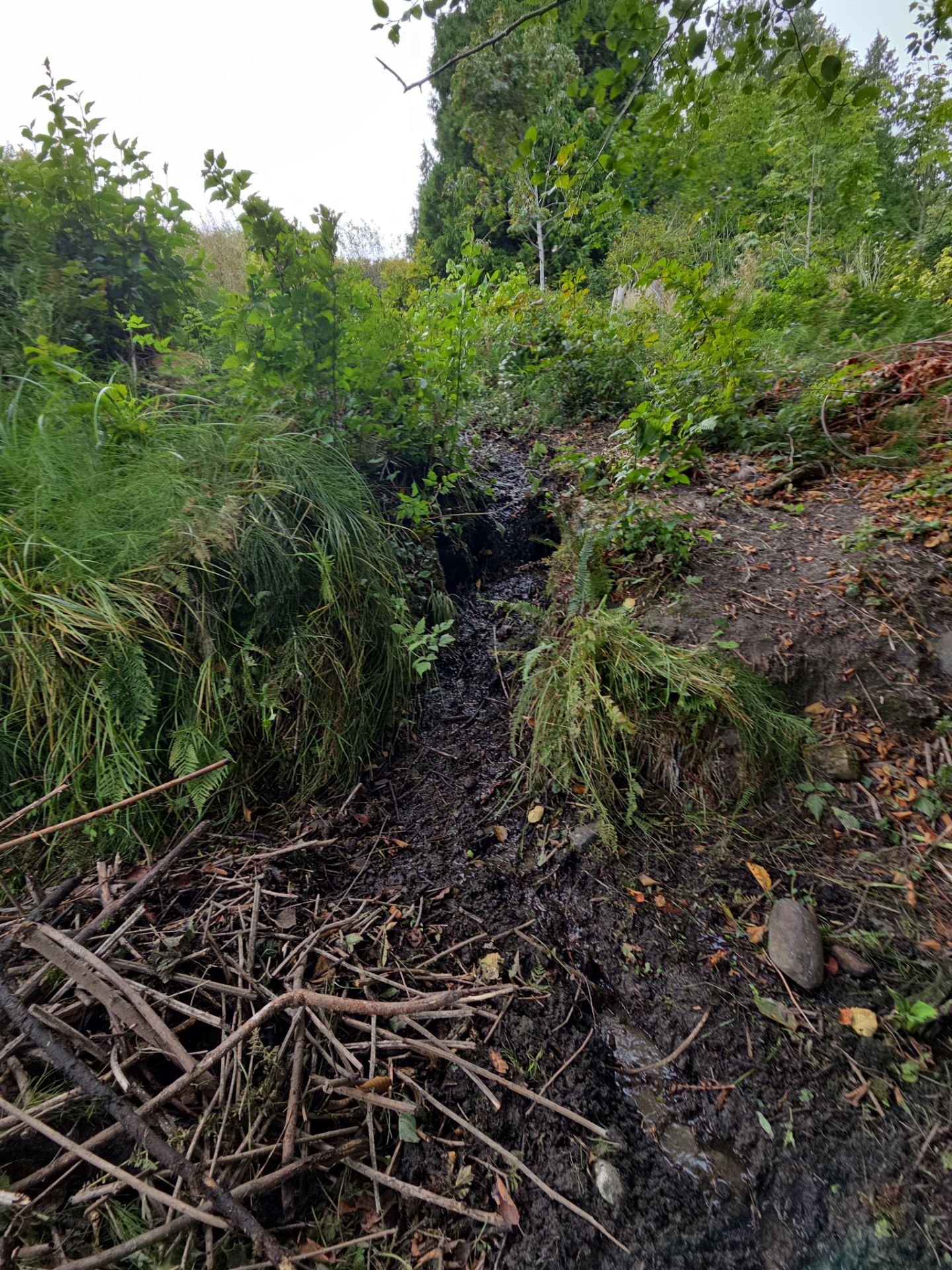 Island View - Ecological Restoration & Stewardship by Habanero Landscape Solutions
